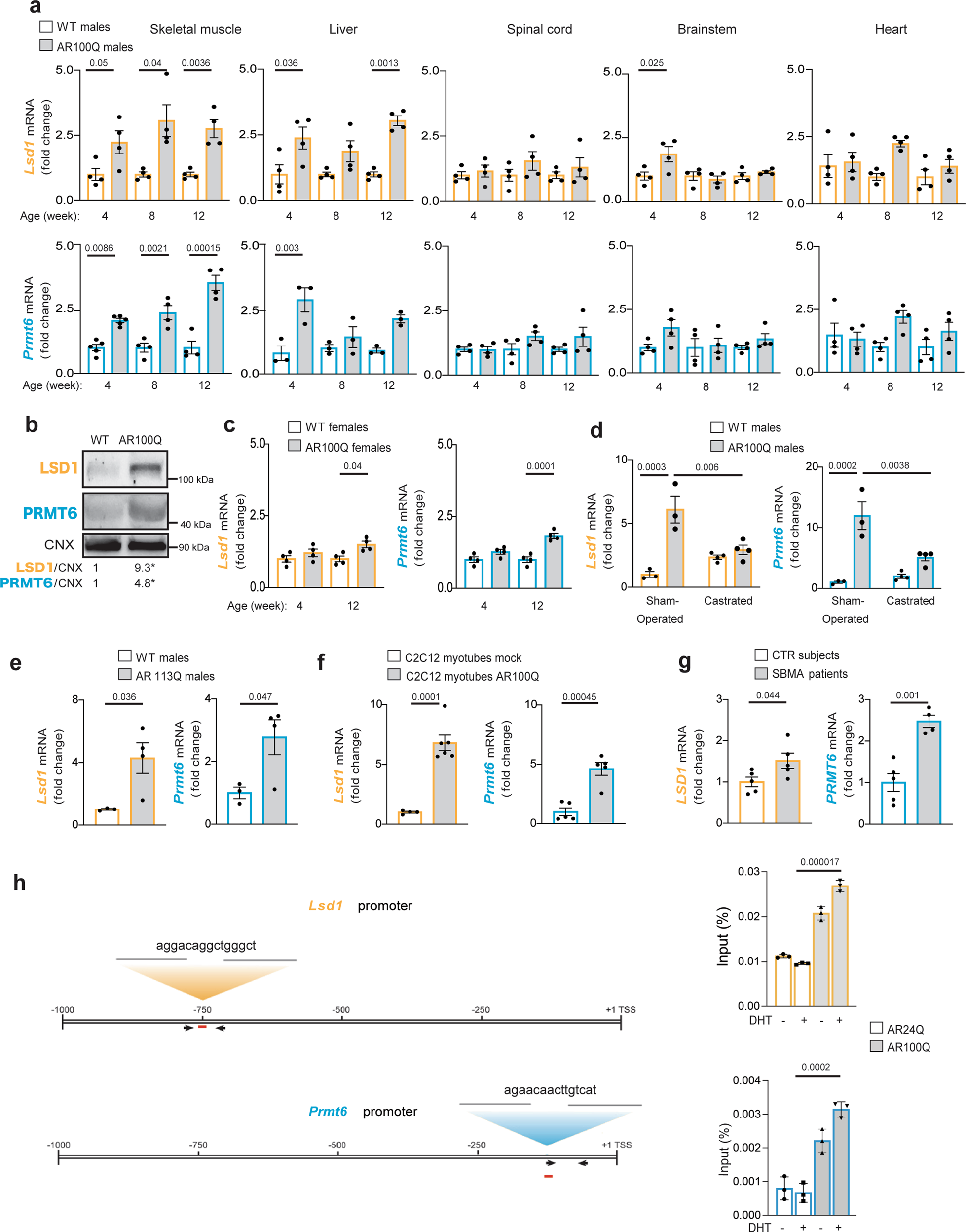 Fig. 1: Early and persistent androgen-dependent overexpression of LSD1 and PRMT6 in the skeletal muscle of SBMA mice and patients.