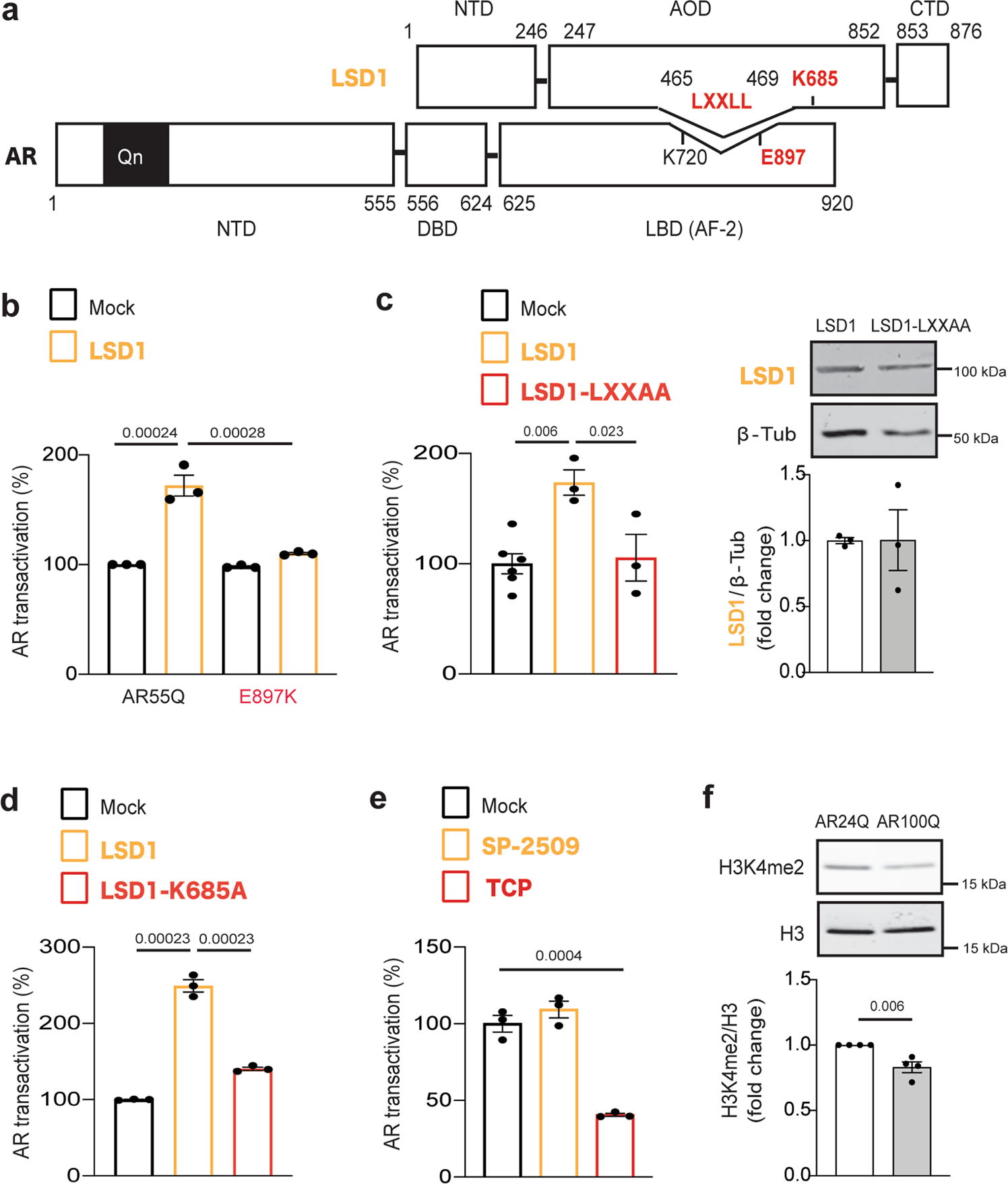 Fig. 3: LSD1 requires the AR AF-2 surface and its catalytic activity to transactivate AR.