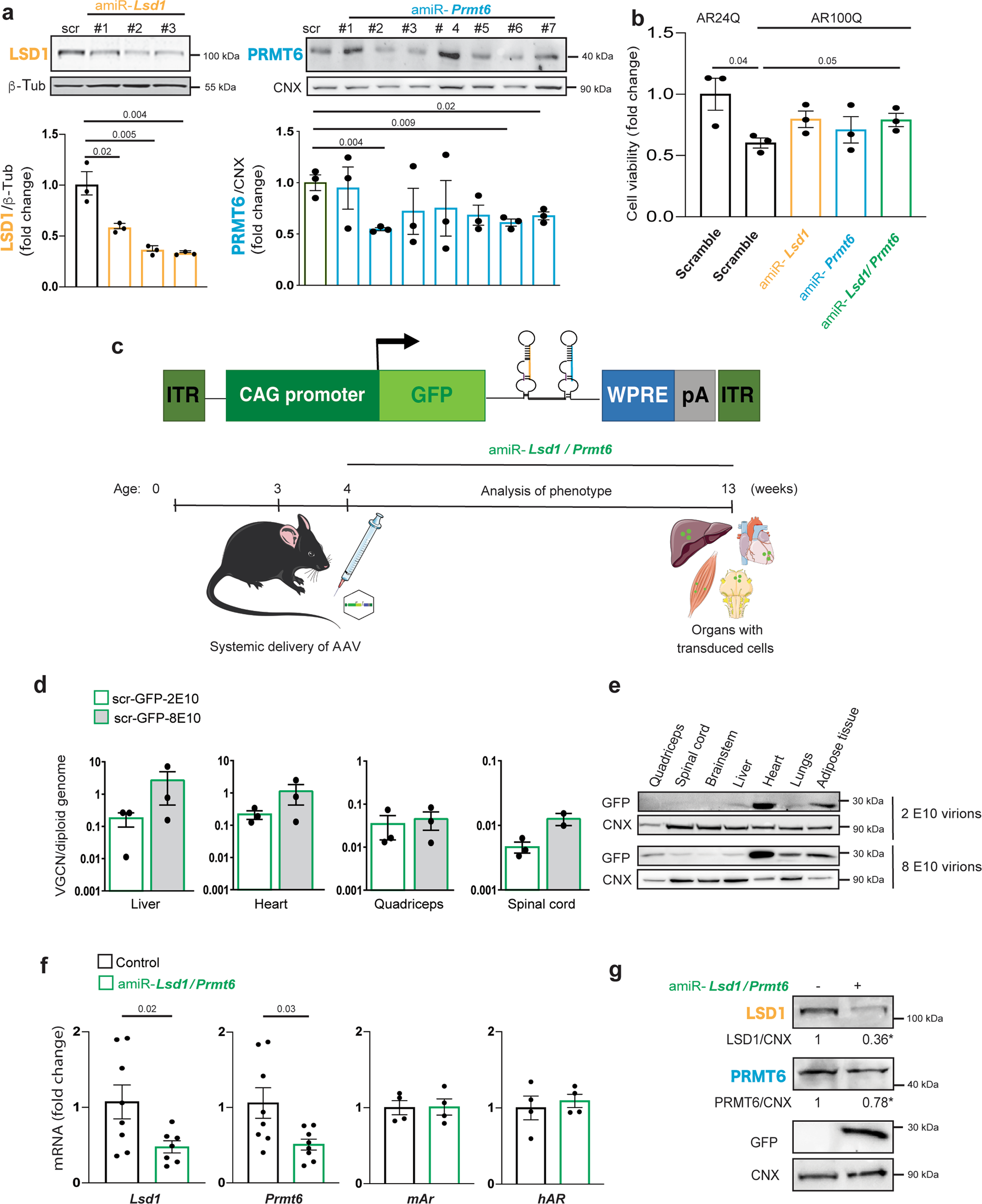Fig. 6: miRNA strategy to silence Lsd1 and Prmt6 in vivo.