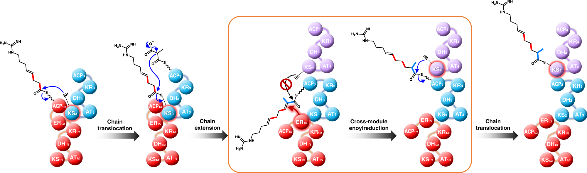 Fig. 6: Illustration of the proposed mechanism of cross-module enoylreduction in AZL biosynthesis.