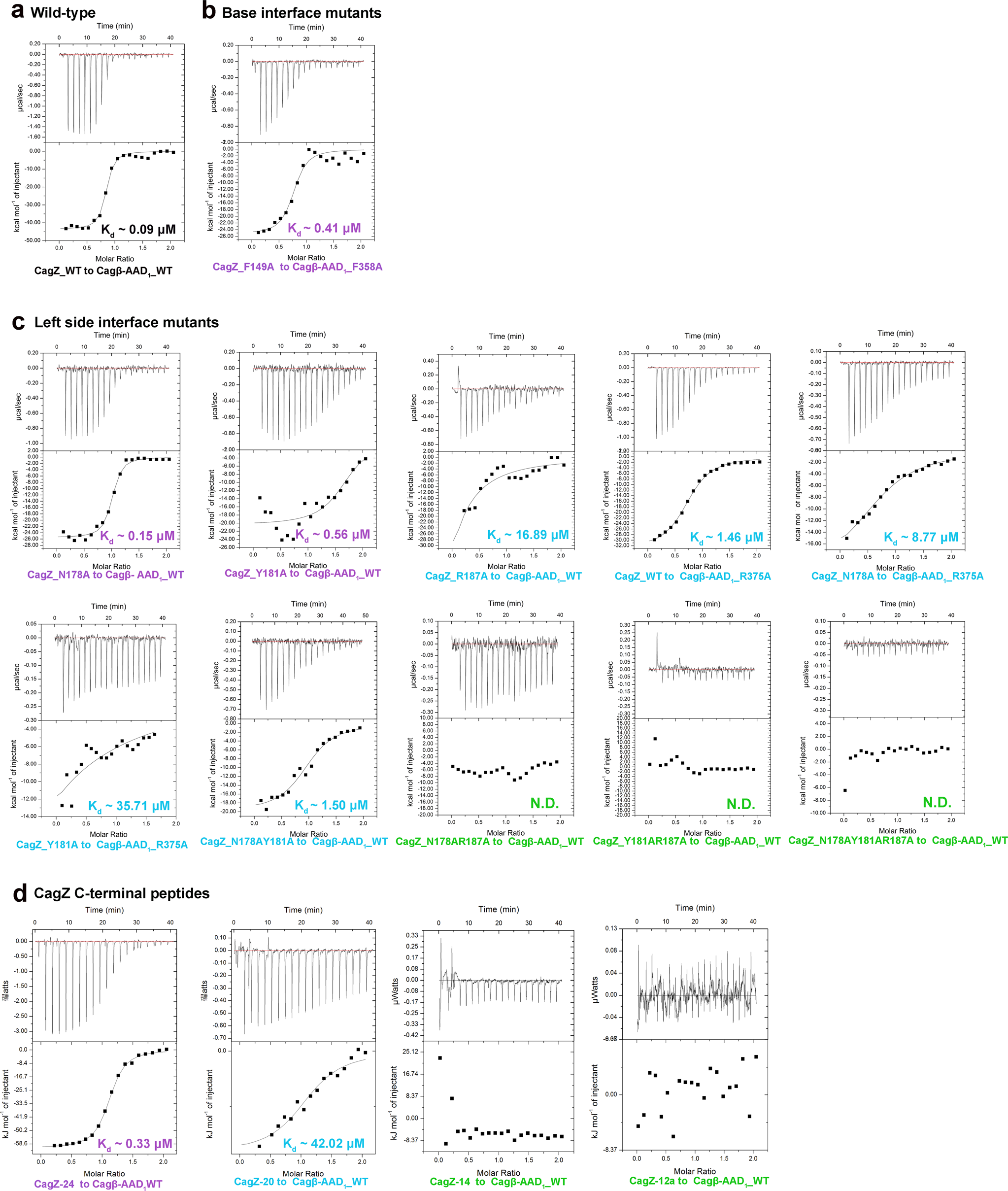 Fig. 4: Mutational analyses of the binding interface between CagZ and Cagβ-AAD1 using ITC.