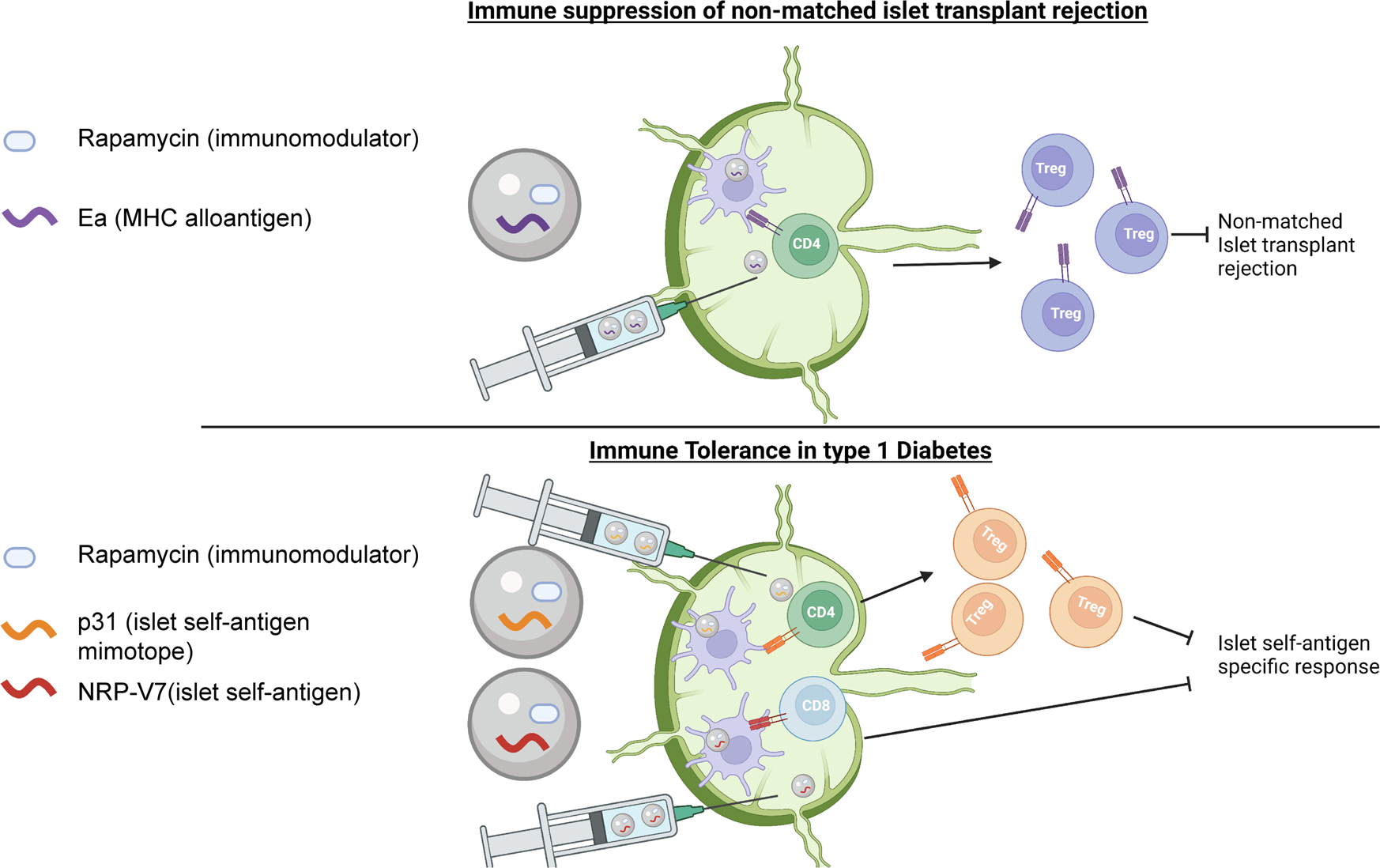 Engineering the lymph node environment promotes antigen-specific efficacy  in type 1 diabetes and islet transplantation | Nature Communications