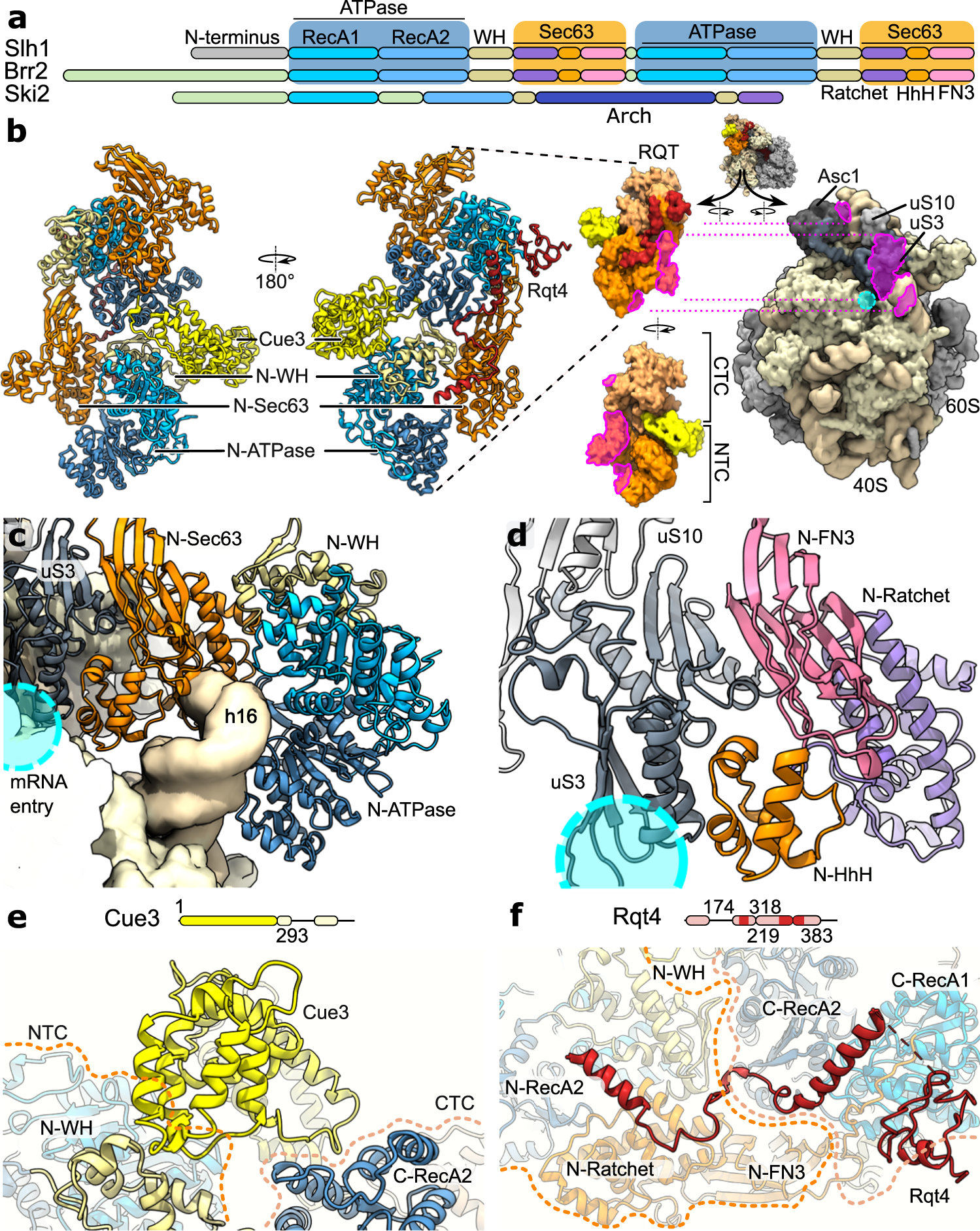 Fig. 3: Molecular model of ribosome-bound RQT.