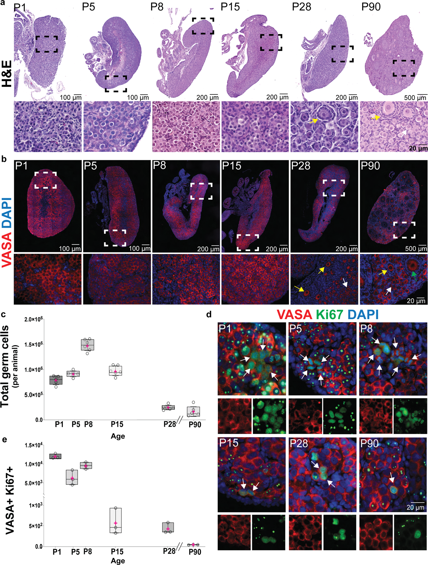 Postnatal oogenesis leads to an exceptionally large ovarian reserve in  naked mole-rats | Nature Communications