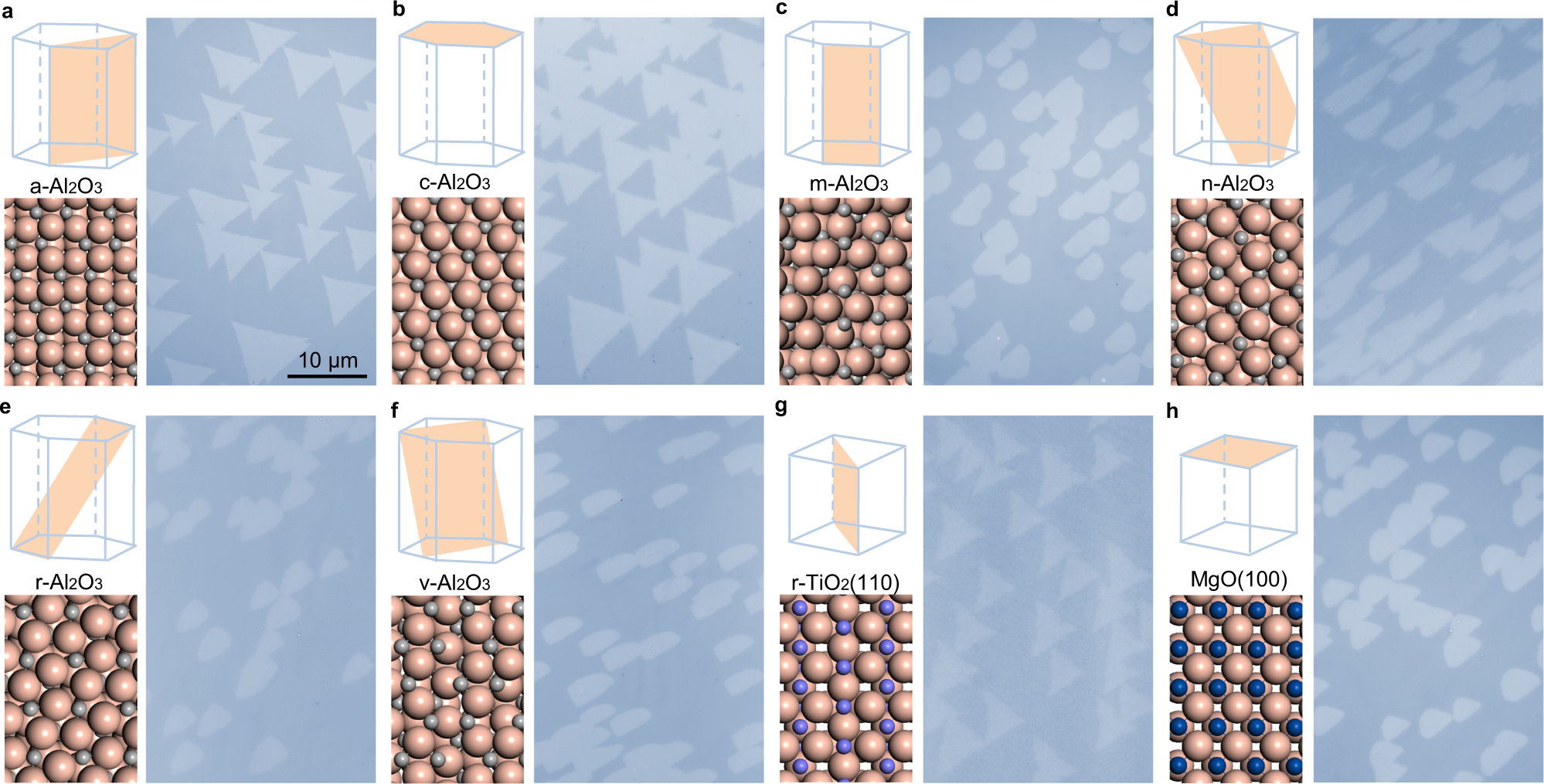 Fig. 3: Universal growth of unidirectionally aligned MoS2 grains on various substrates.