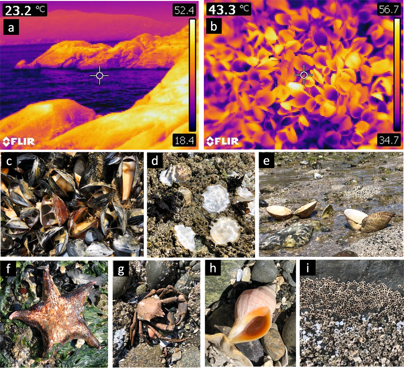 Fig. 6: Heatwave impacts on marine life.