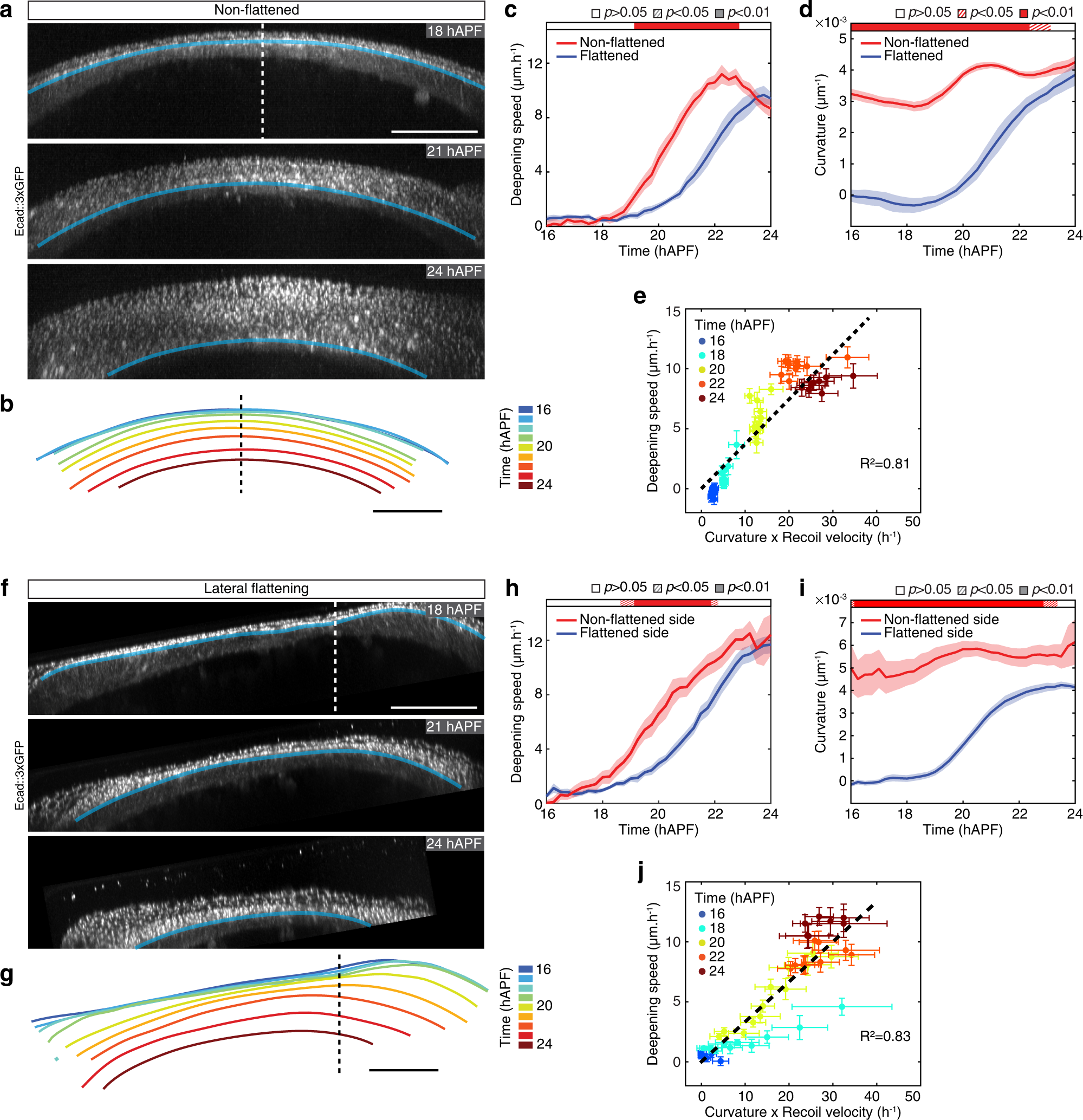 Fig. 6: Local curvature along the neck fold controls folding dynamics.