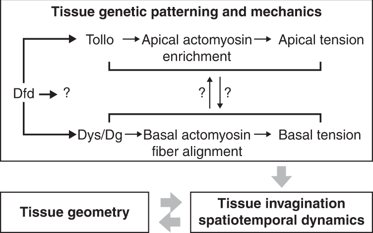 Fig. 8: Proposed model for the interplay between genetic patterning, tissue geometry, and mechanical tension in the control of tissue folding.