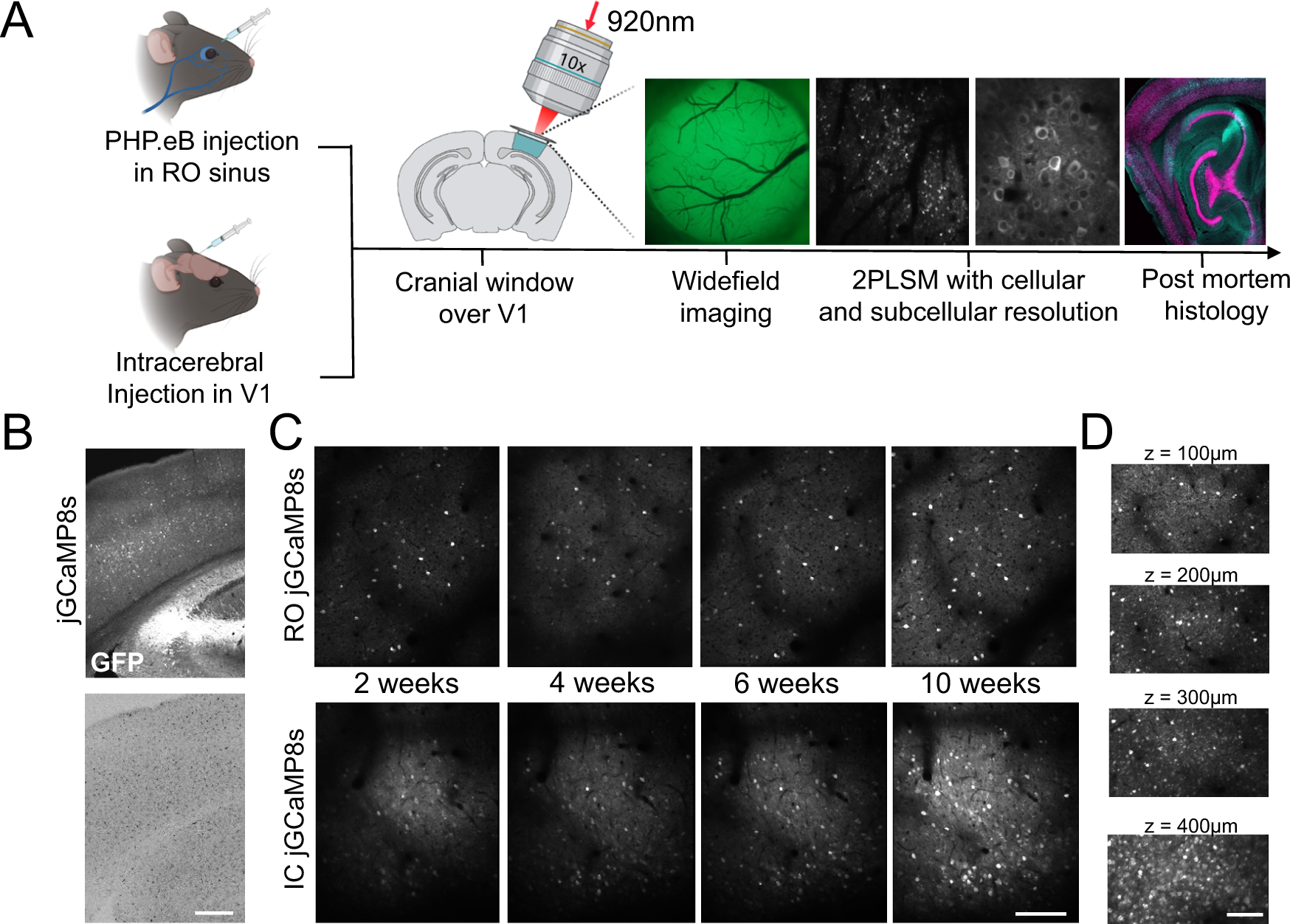 An updated suite of viral vectors for in vivo calcium imaging using  intracerebral and retro-orbital injections in male mice | Nature  Communications