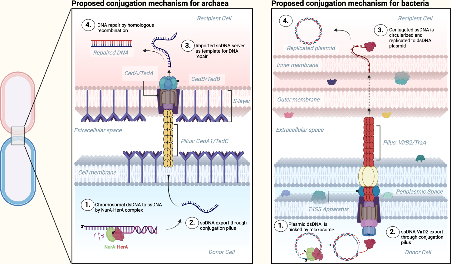 Fig. 5: Proposed conjugation mechanisms between donor and recipient cells in archaea (left) and bacteria (right).