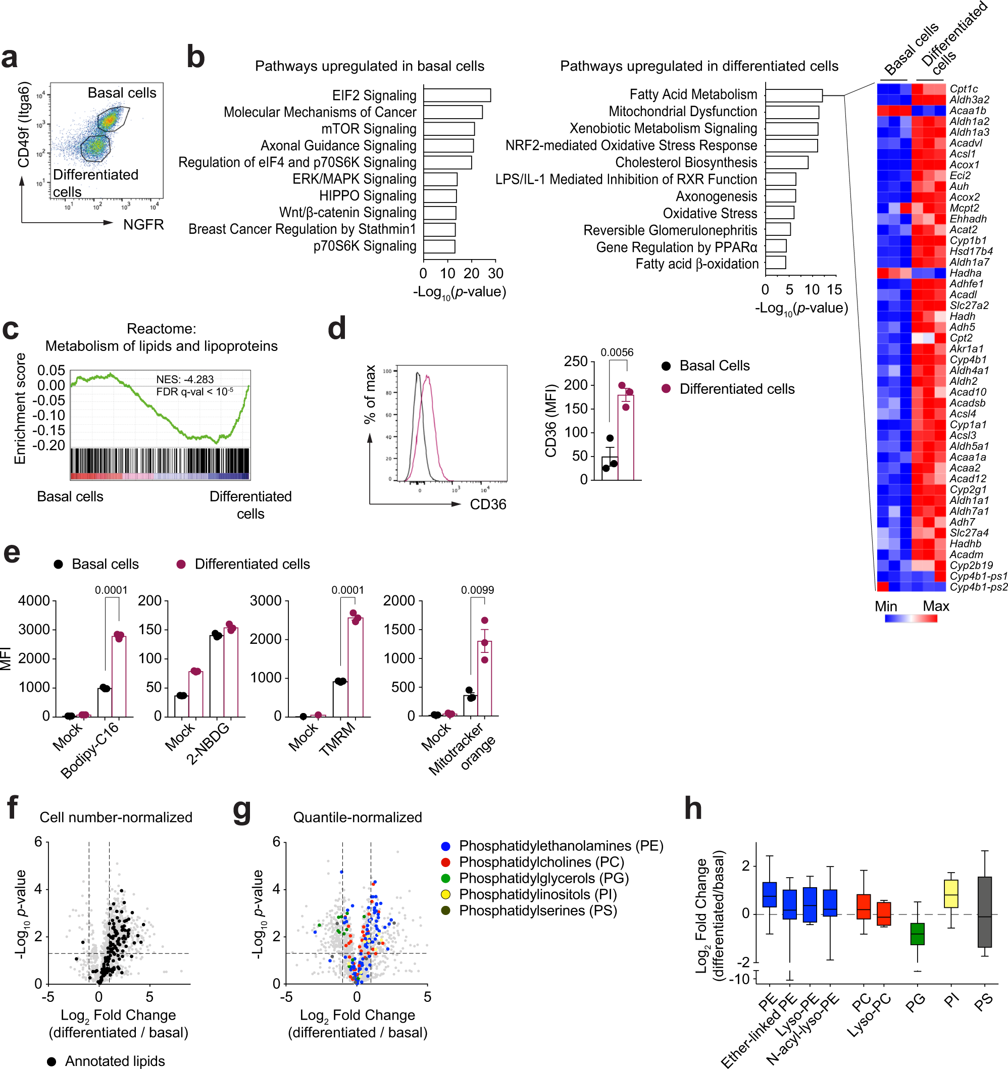 Fig. 1: Rewiring of cellular metabolism accompanies airway epithelial cell differentiation.