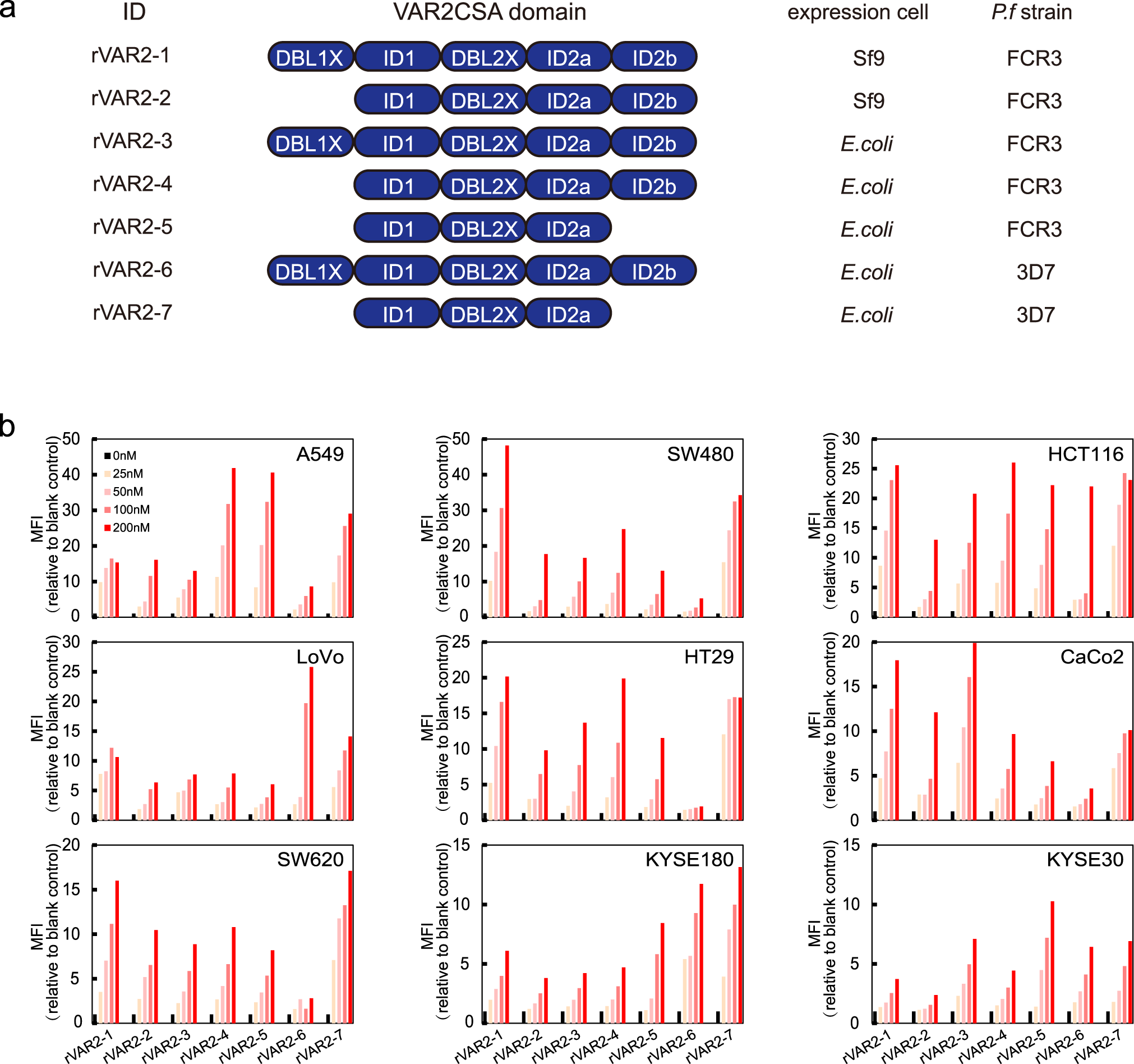 Blood plasma levels of the marker molecules, bovine IgG (BIgG, A