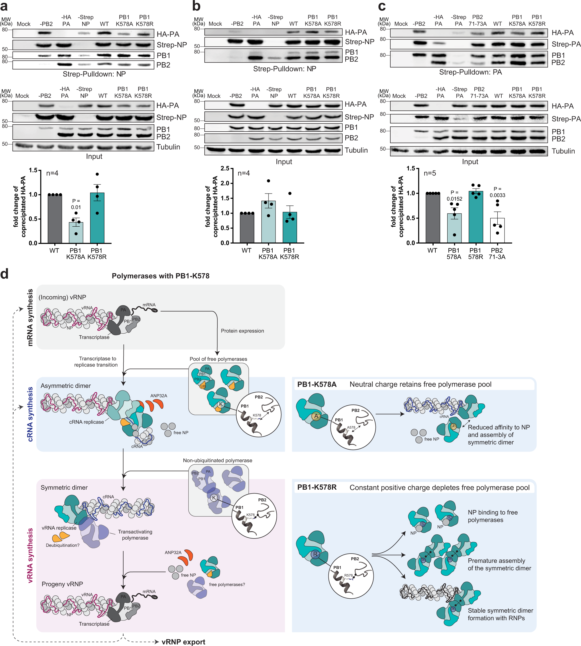 Fig. 6: Mutation of PB1-K578 affects the binding of free polymerase to NP and polymerase dimerization.