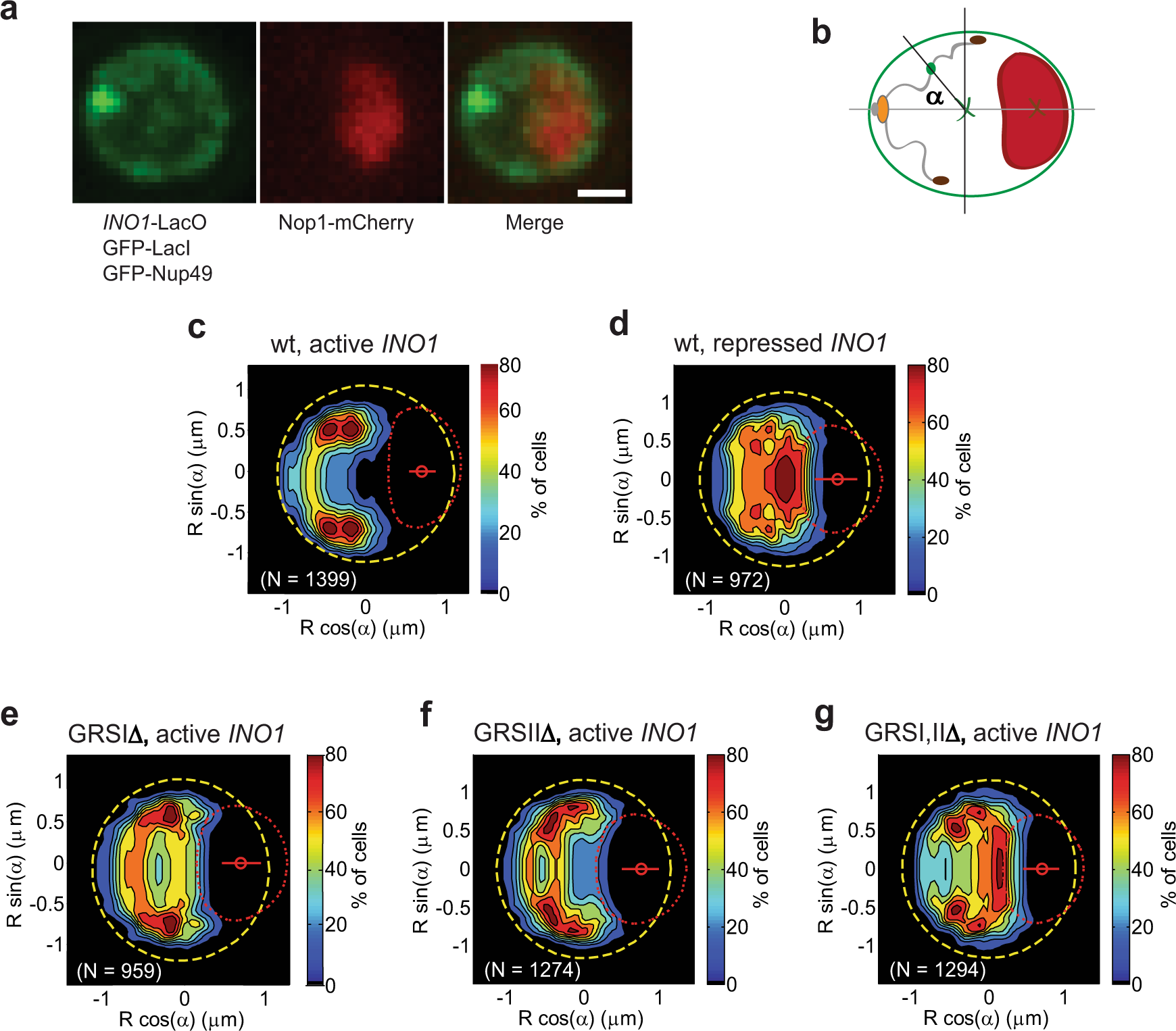 Adaptive partitioning of a gene locus to the nuclear envelope in  Saccharomyces cerevisiae is driven by polymer-polymer phase separation
