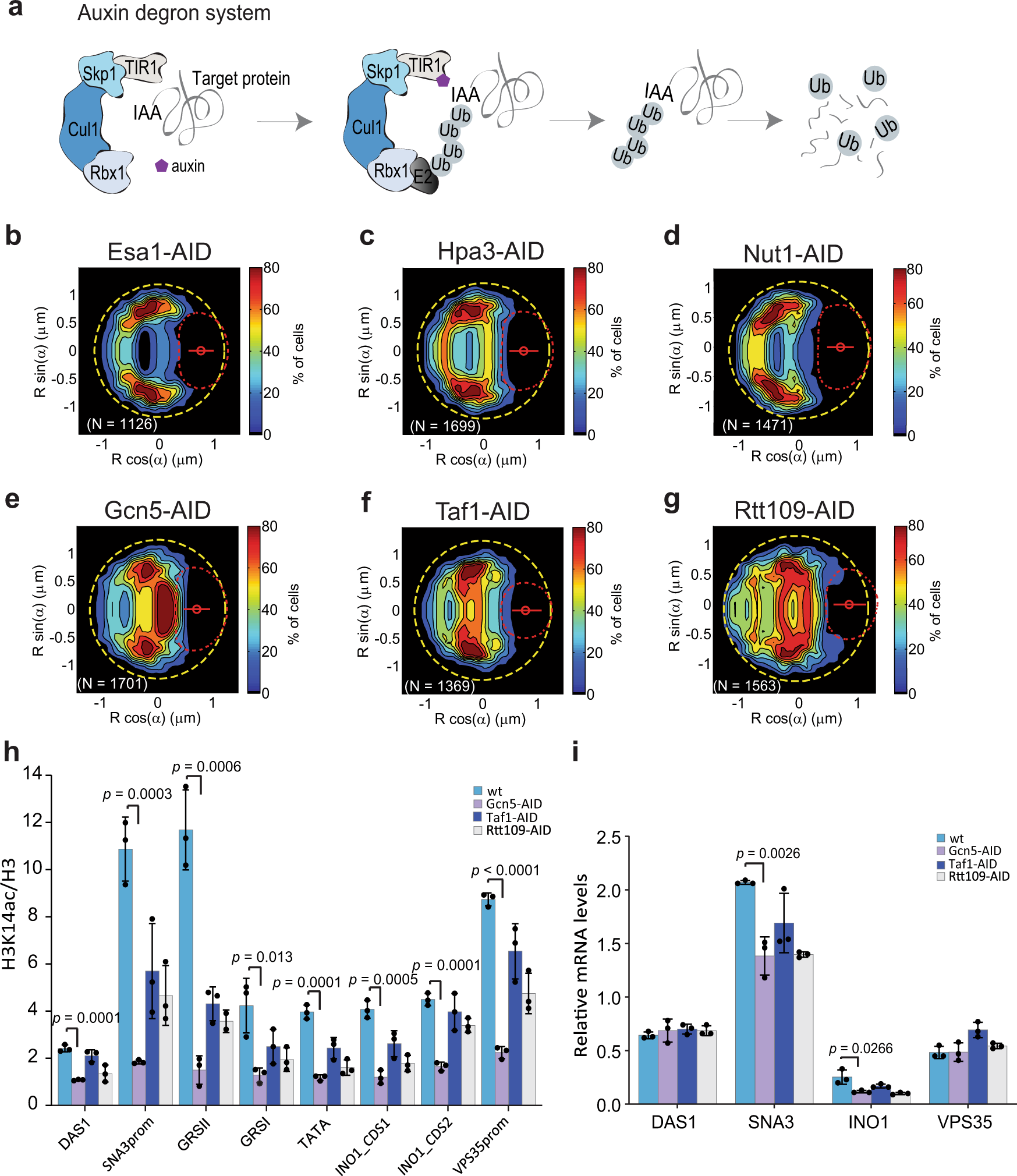 Fig. 4: Specific histone acetyltransferases (HATs) are required for active INO1 localization.