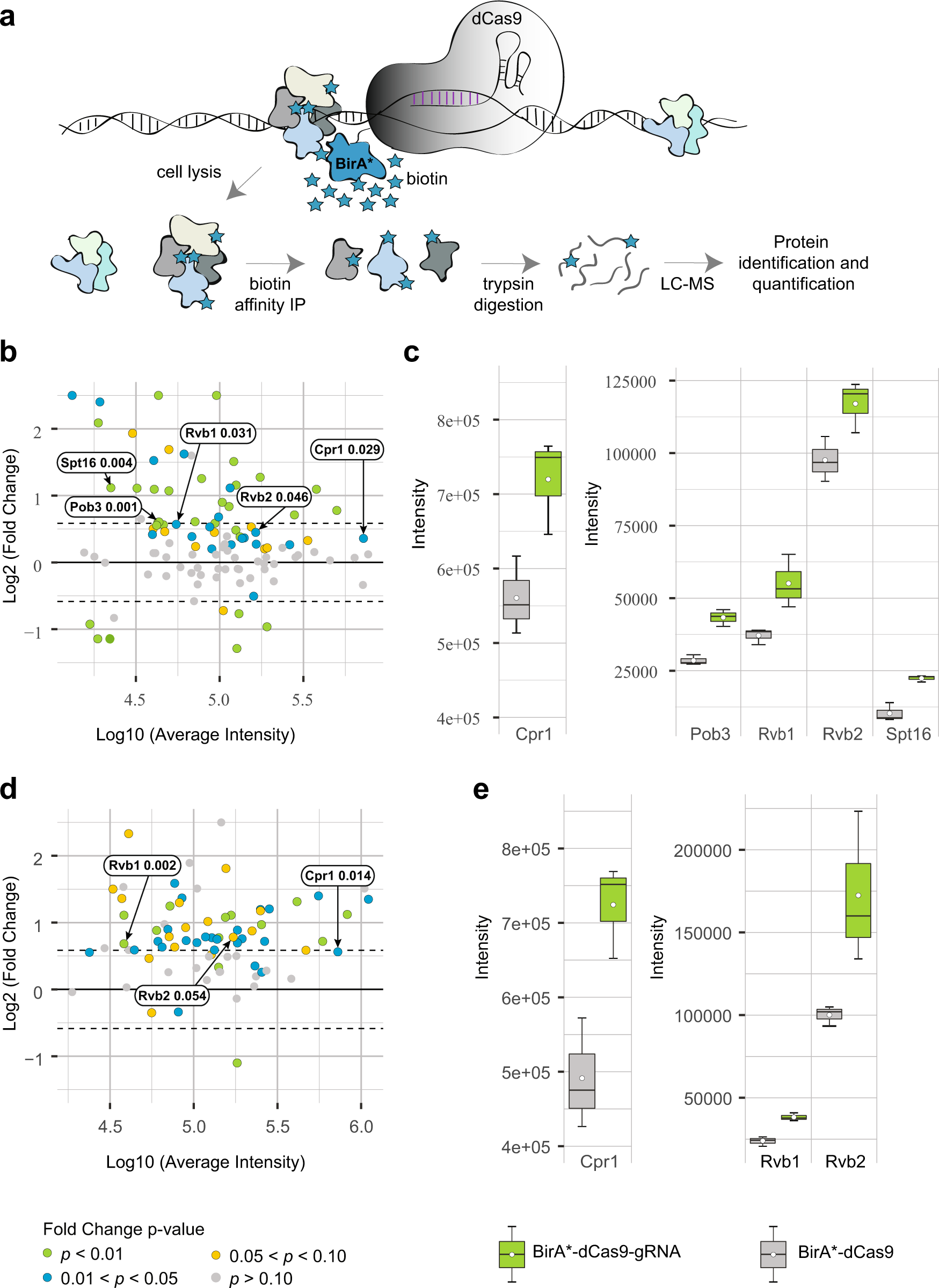 Fig. 5: Chromatin remodeling subunits bind GRS site near INO1 locus.