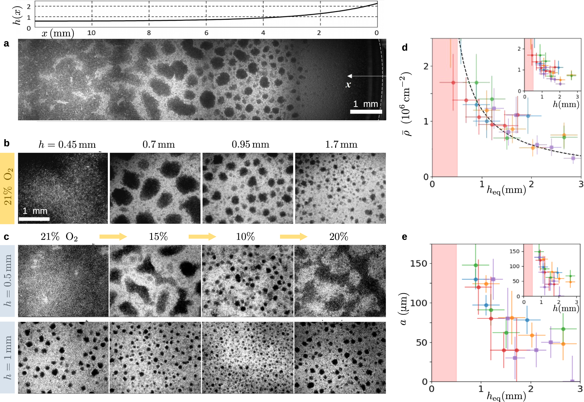 Fig. 2: The size of aggregates is controlled by oxygen availability.