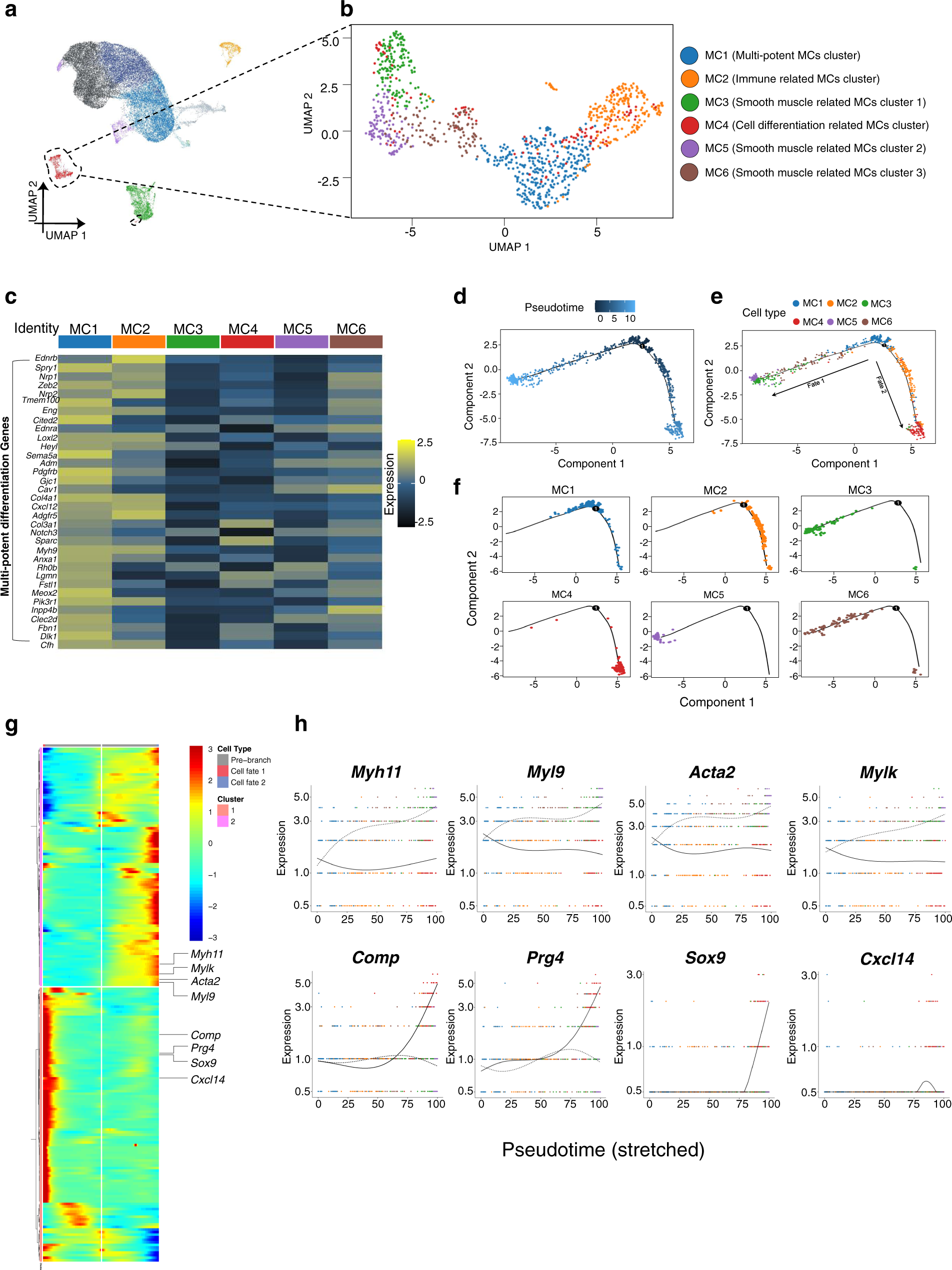 Fig. 4: The mural cell subclusters have two pseudotime lineage directions in mouse TMJ disc.