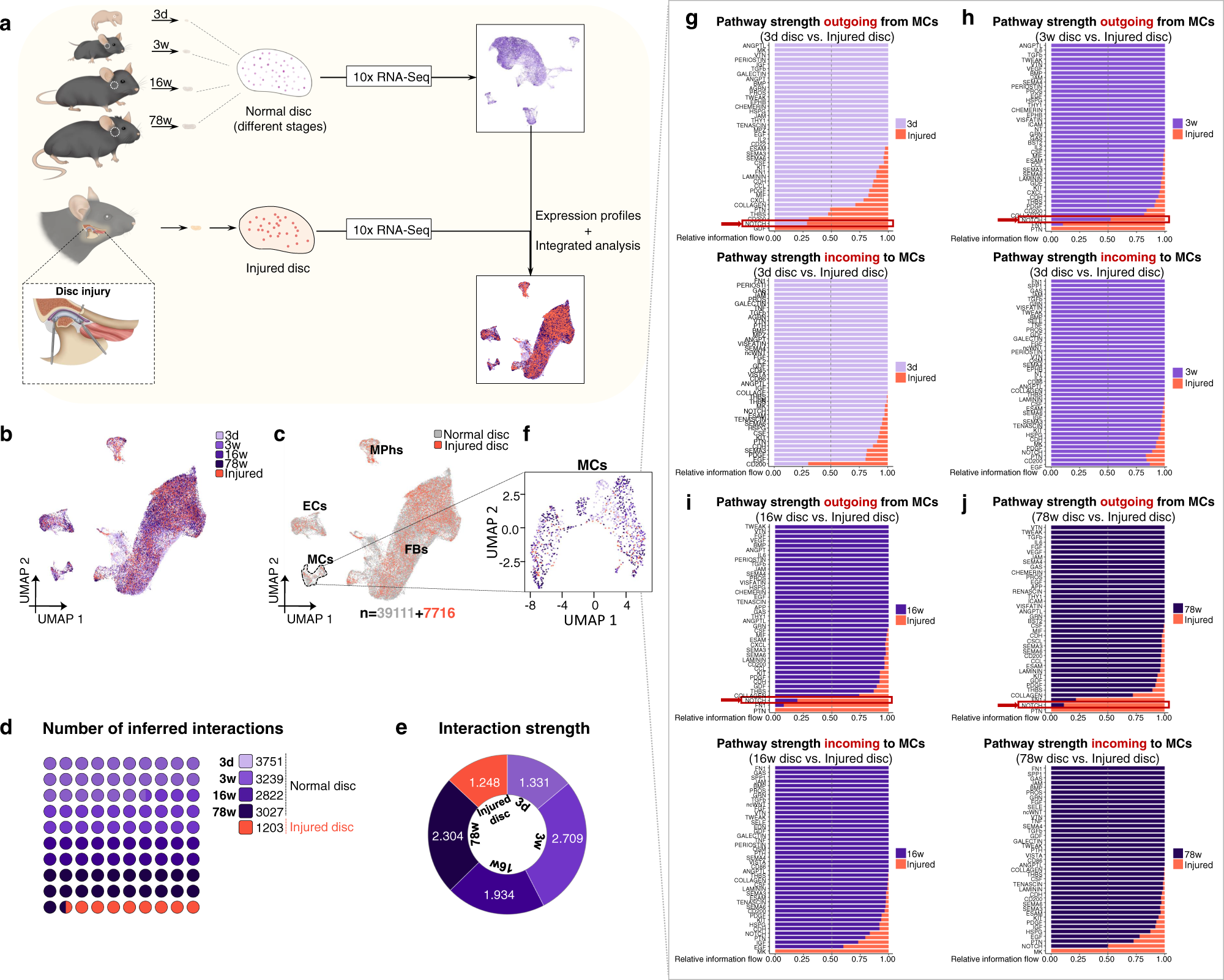 Fig. 7: NOTCH pathway is the target signaling for MCs expressional and functional changes after disc injury.