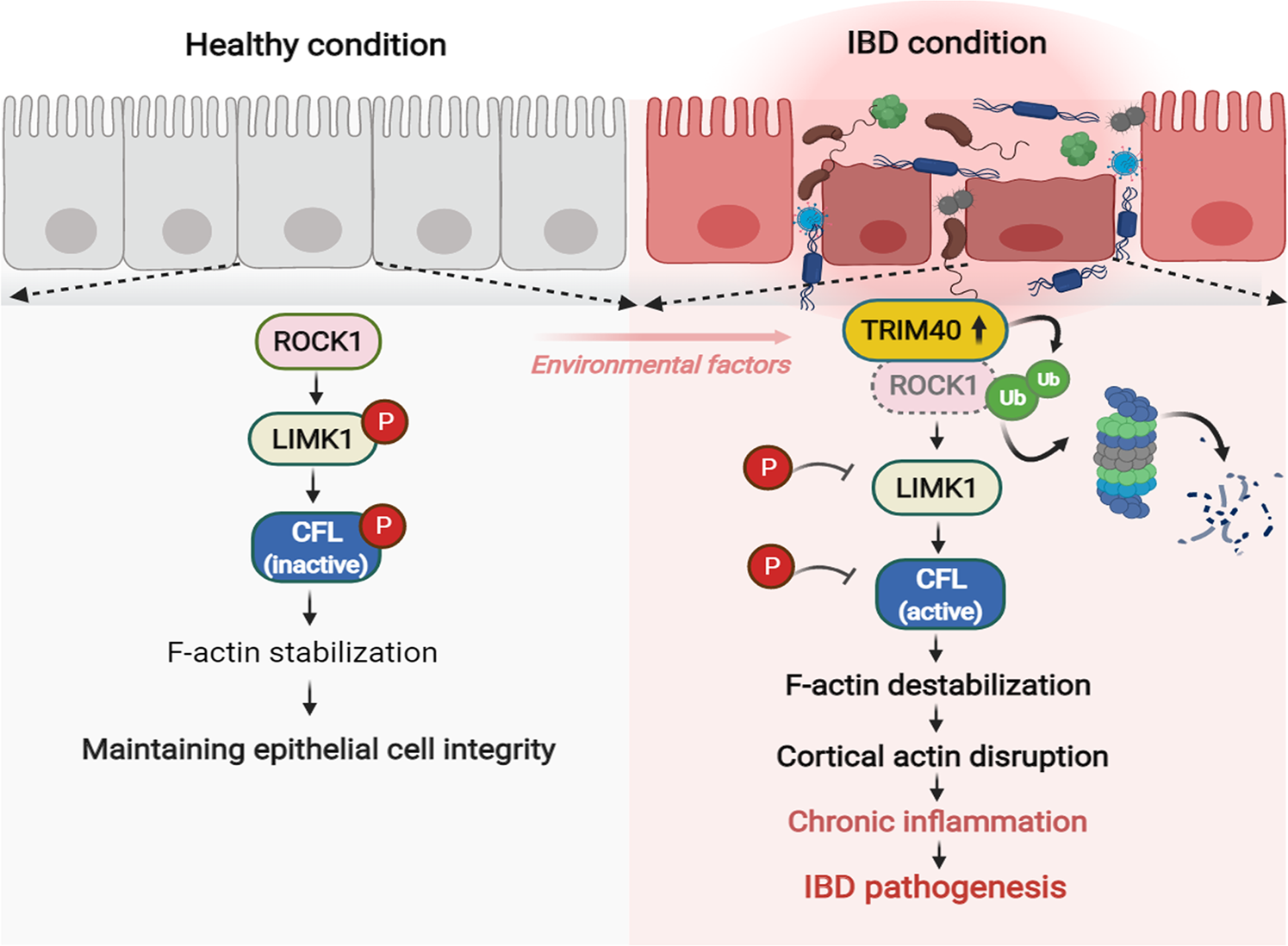 Fig. 6: Proposed model of upregulated TRIM40-driven IBD initiation and progression.
