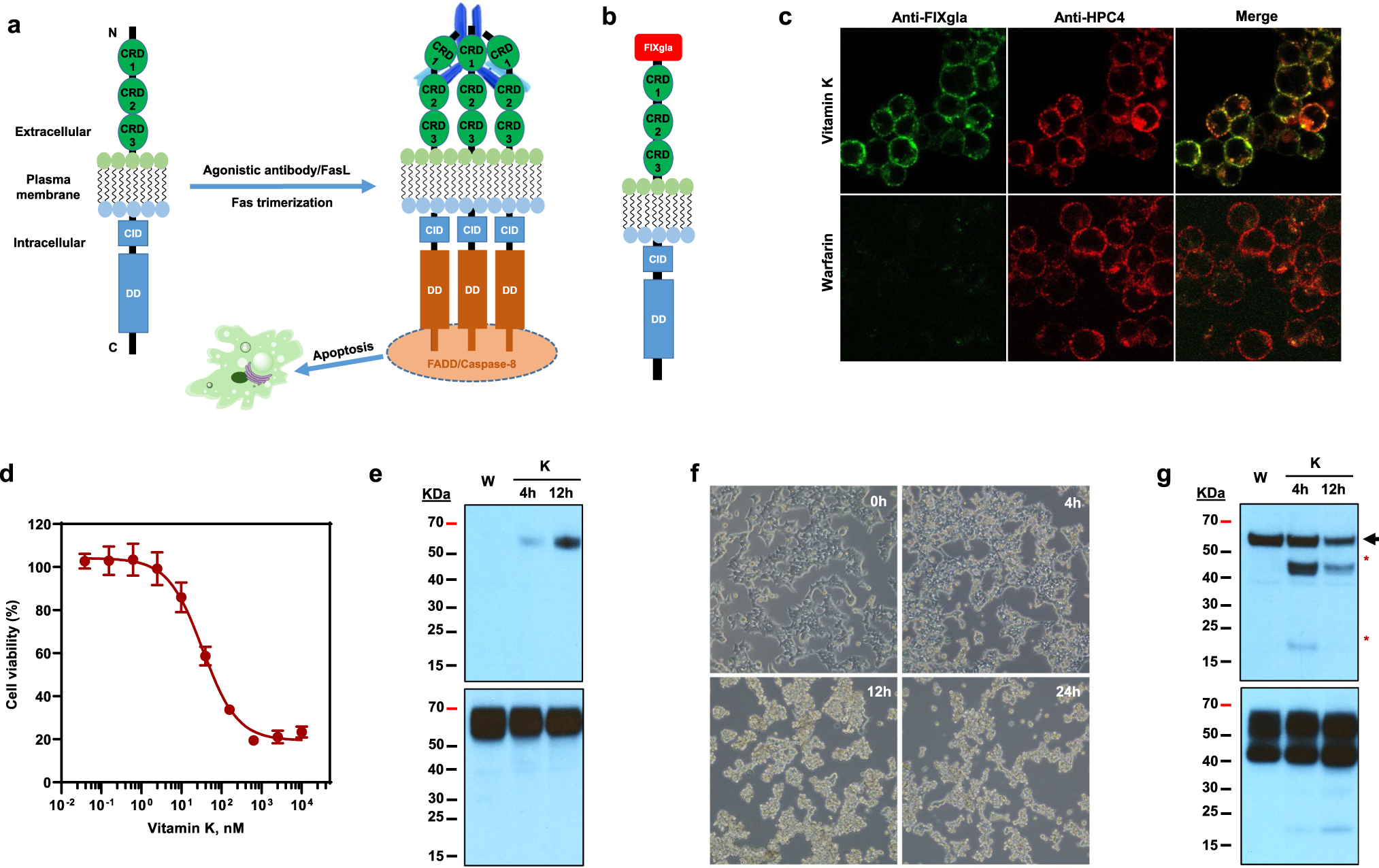 The authors develop a Vitamin K-dependent apoptotic reporter cell line for ...