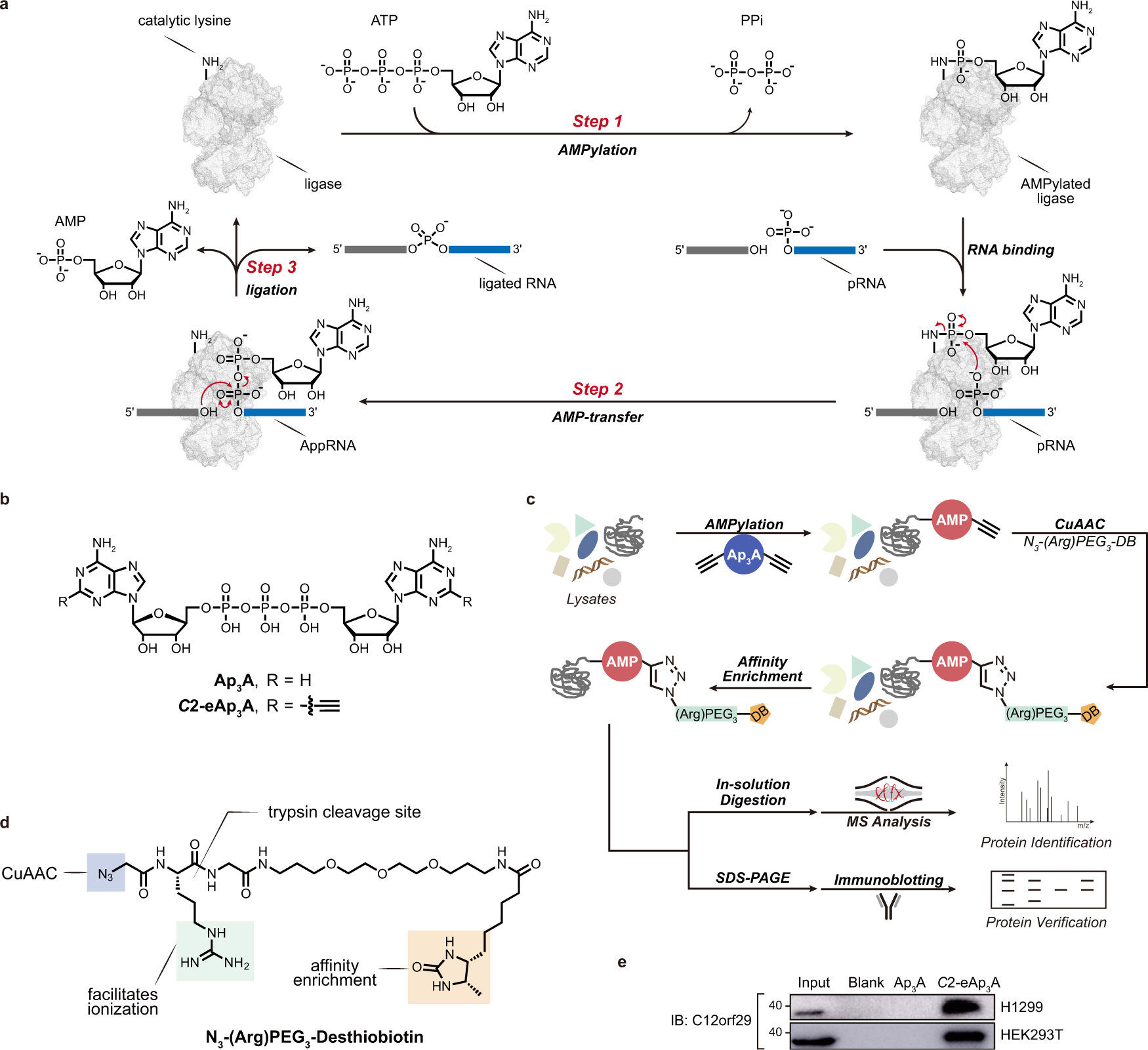 Chemoproteomic discovery of a human RNA ligase | Nature Communications