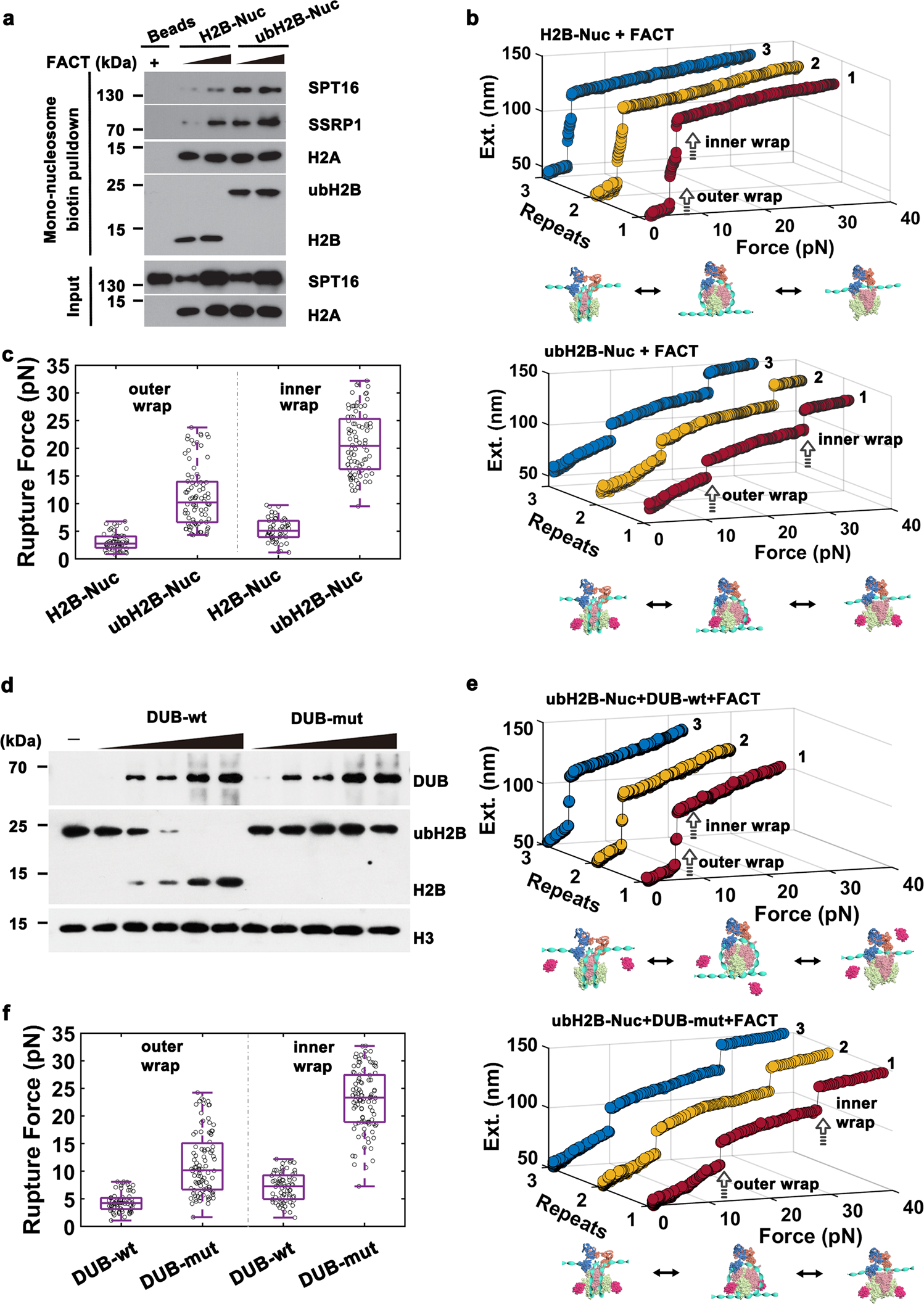 Fig. 2: ubH2B recruits FACT to stabilize and maintain nucleosome structure.