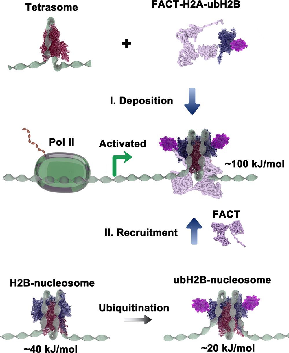 Fig. 5: Mechanism model proposed for the co-regulation of ubH2B and FACT on gene transcription.