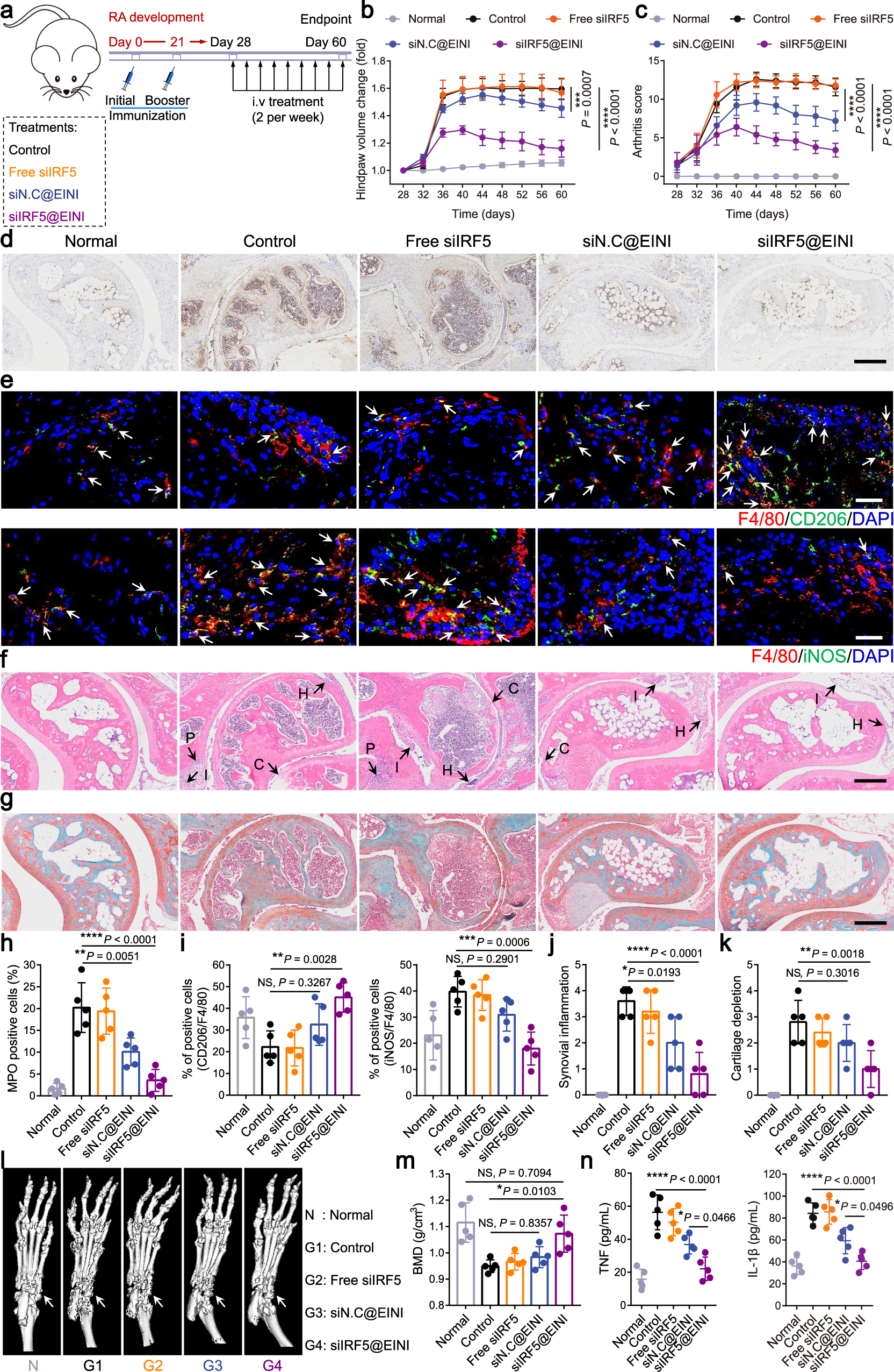 Fig. 5: siIRF5@EINI-enabled reestablishment of immune homeostasis and chondroprotection in vivo.