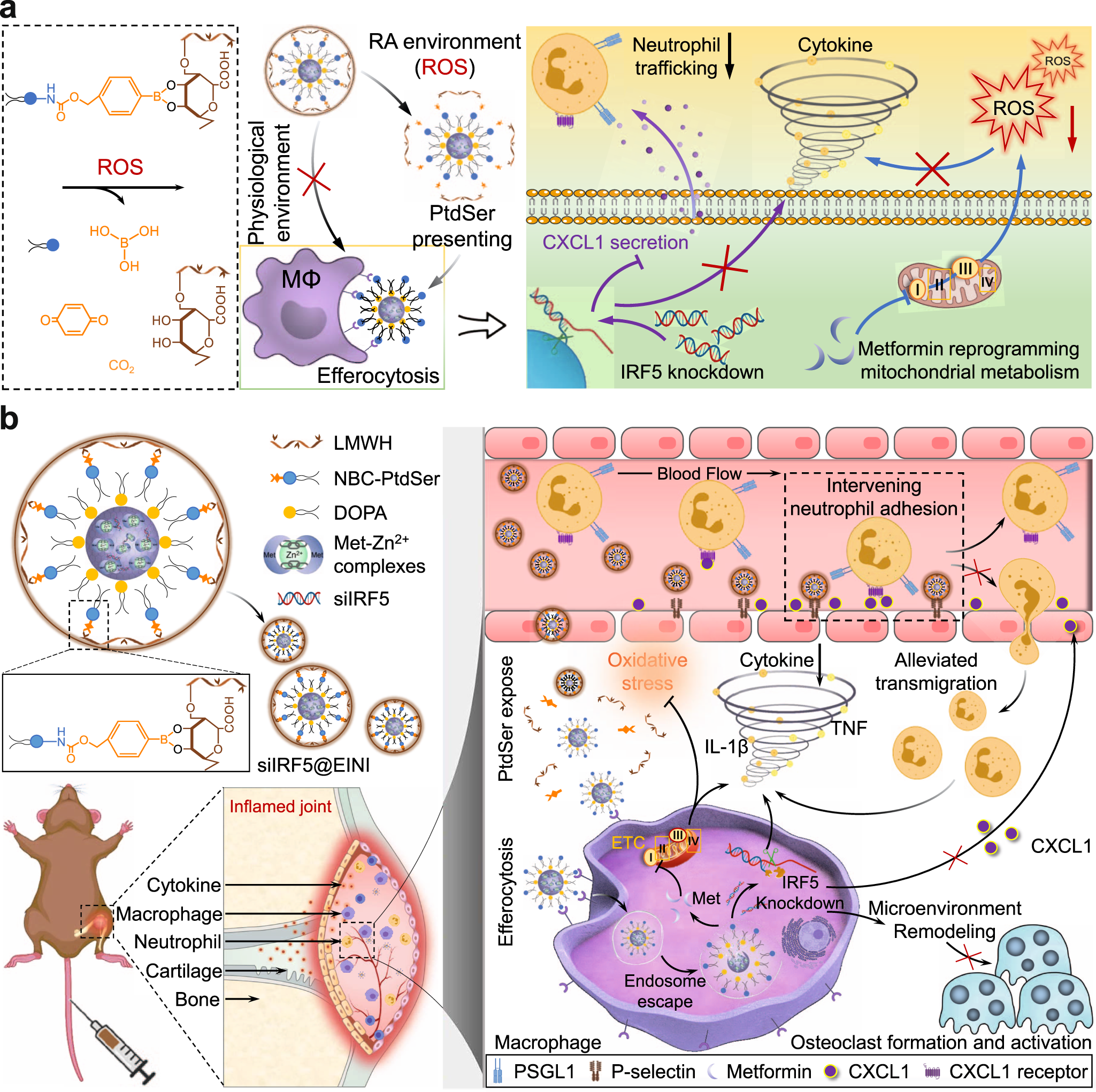 Fig. 6: Overview of the proposed mechanism of siIRF5@EINI-induced inflammatory regulation in RA.
