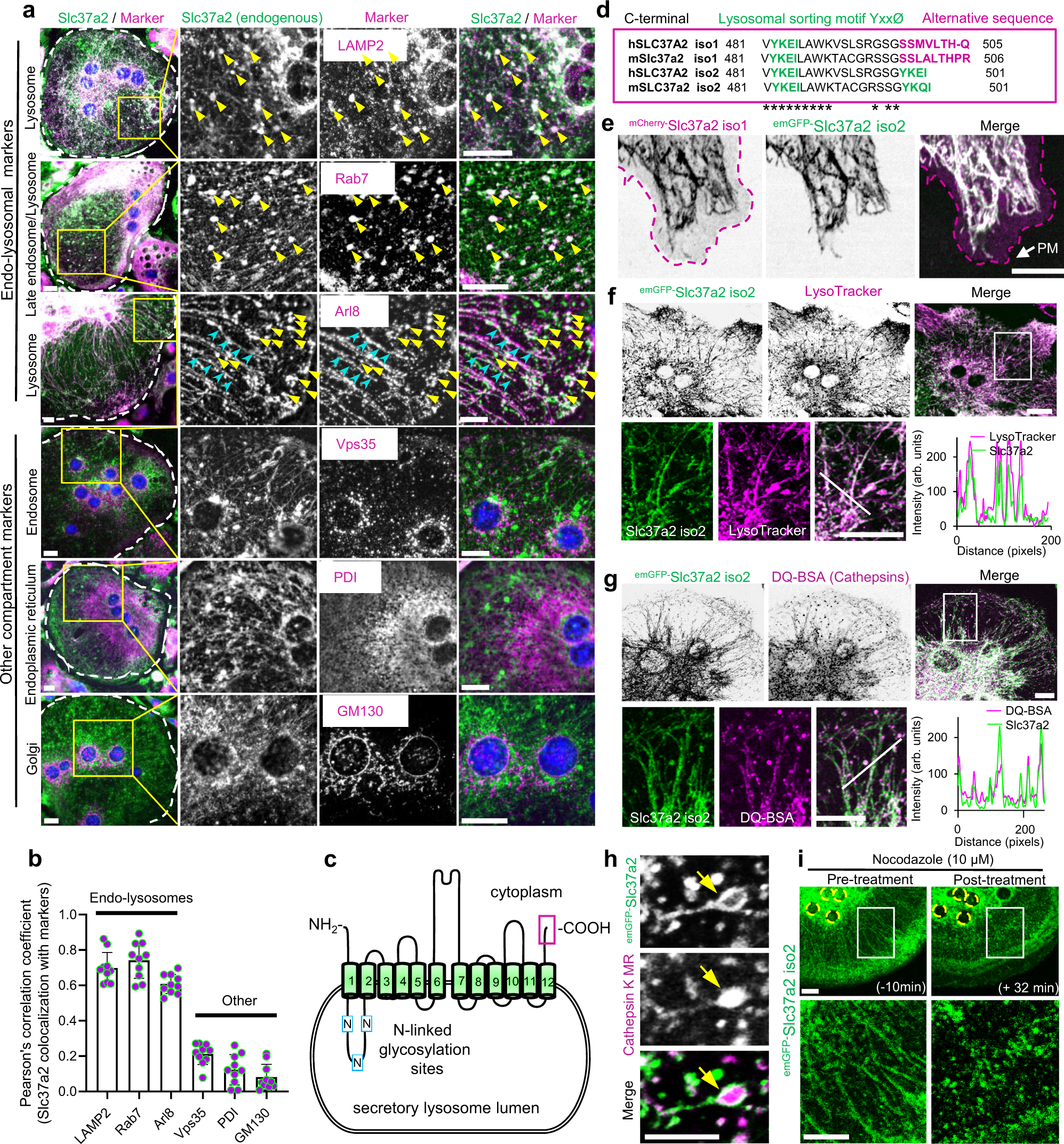 Fig. 3: Slc37a2 localizes to a network of tubular secretory lysosomes.