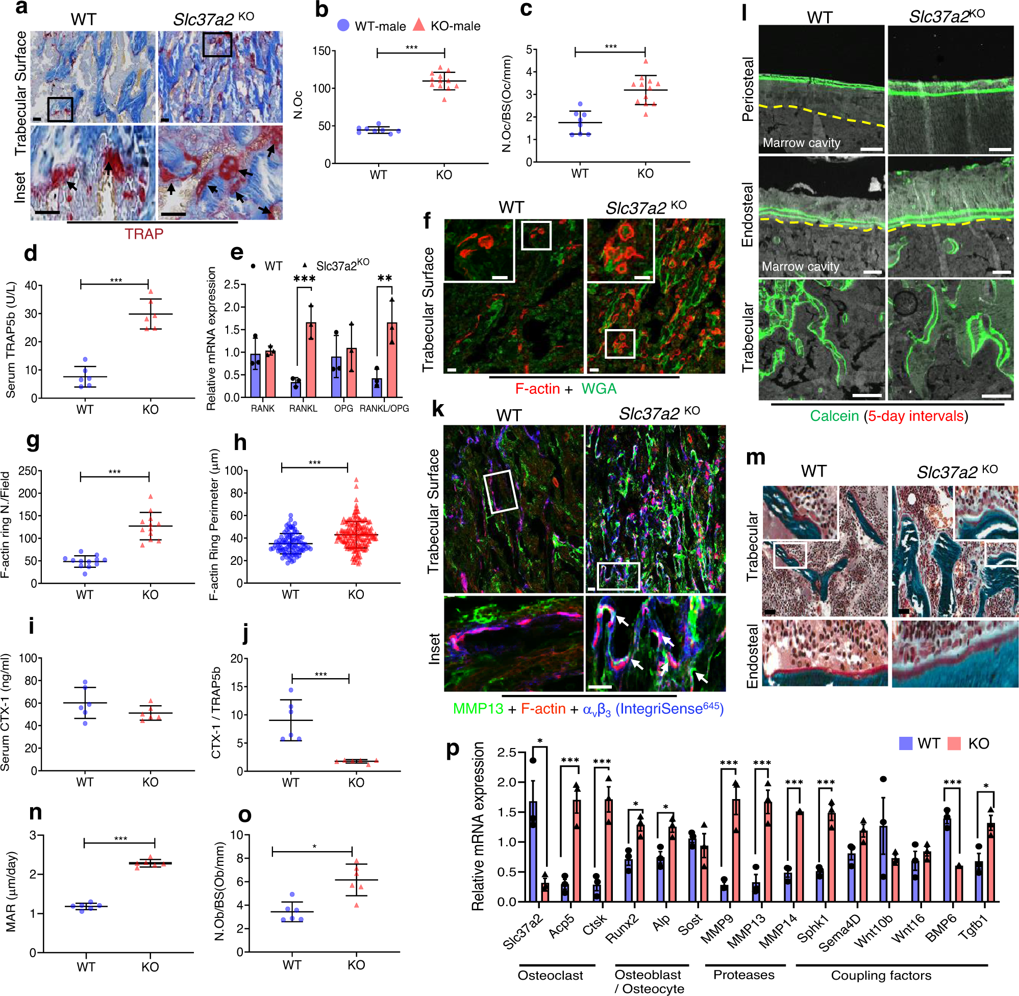 Fig. 7: Slc37a2 deletion impairs bone resorption leading to compensatory increases in osteoclastogenesis, protease expression, and osteoblast-mediated bone formation.