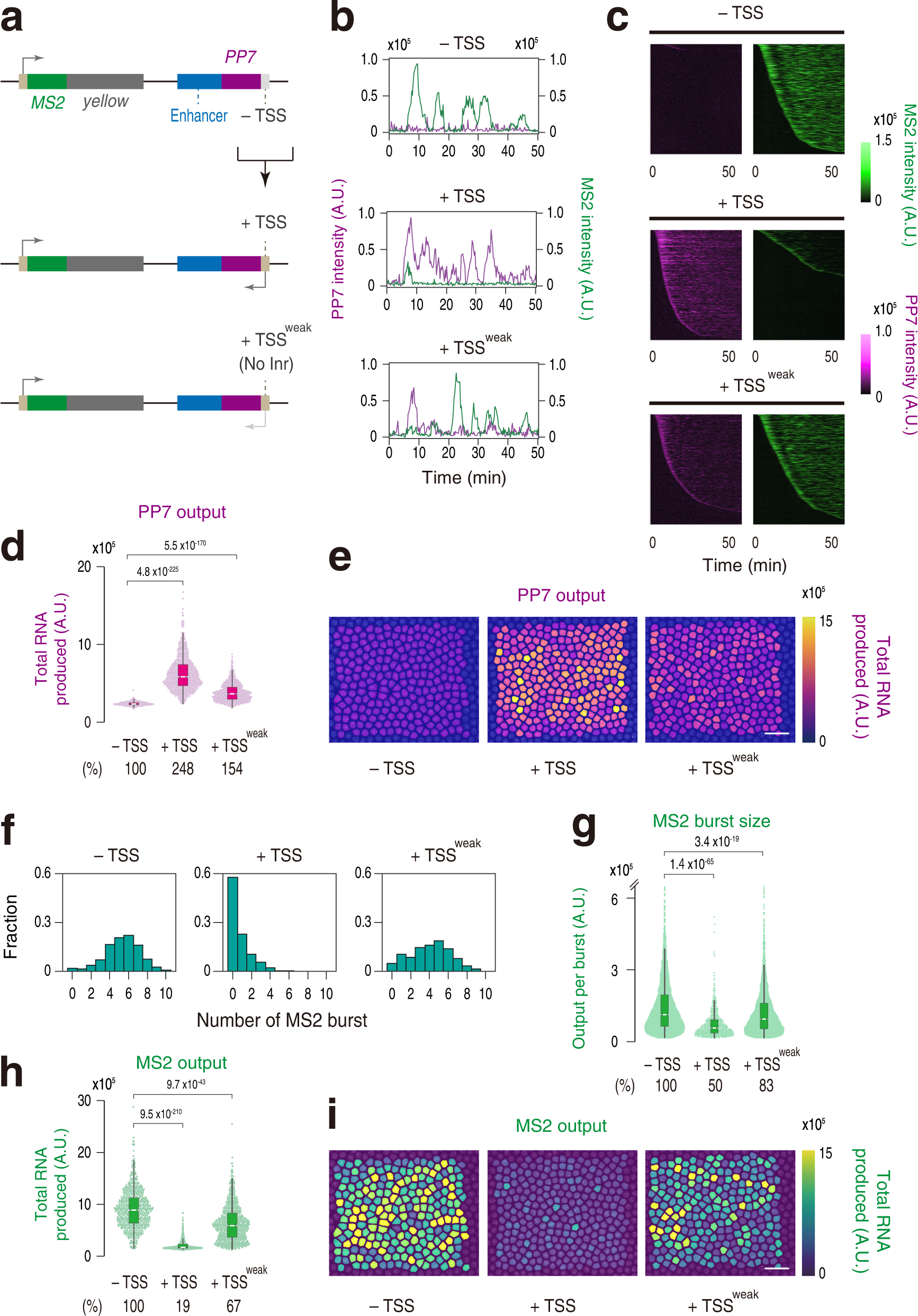 Fig. 1: Non-coding enhancer transcription suppresses burst induction.