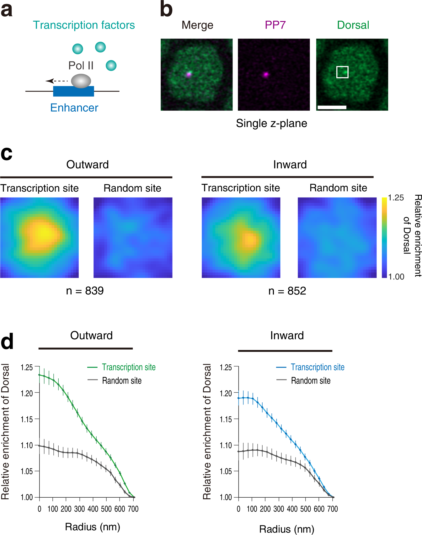 Fig. 5: Enhancer self-transcription decreases the local concentration of the Dl activator.