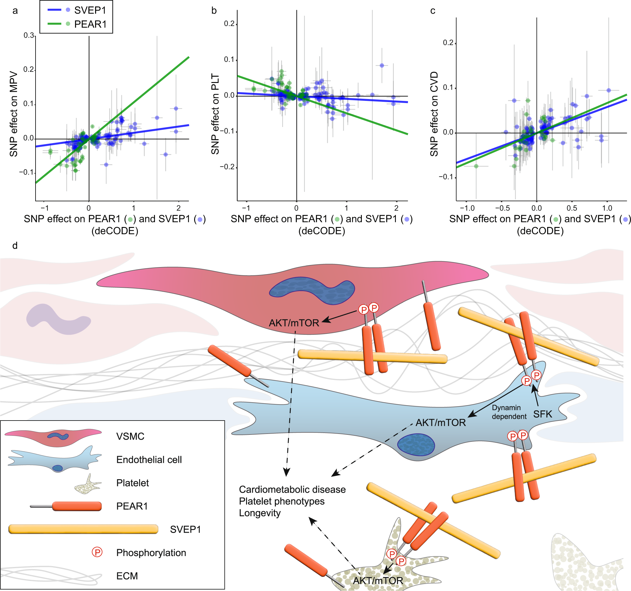 Fig. 6: SVEP1 and PEAR1 causally and concordantly relate to human platelet traits and cardiovascular disease.