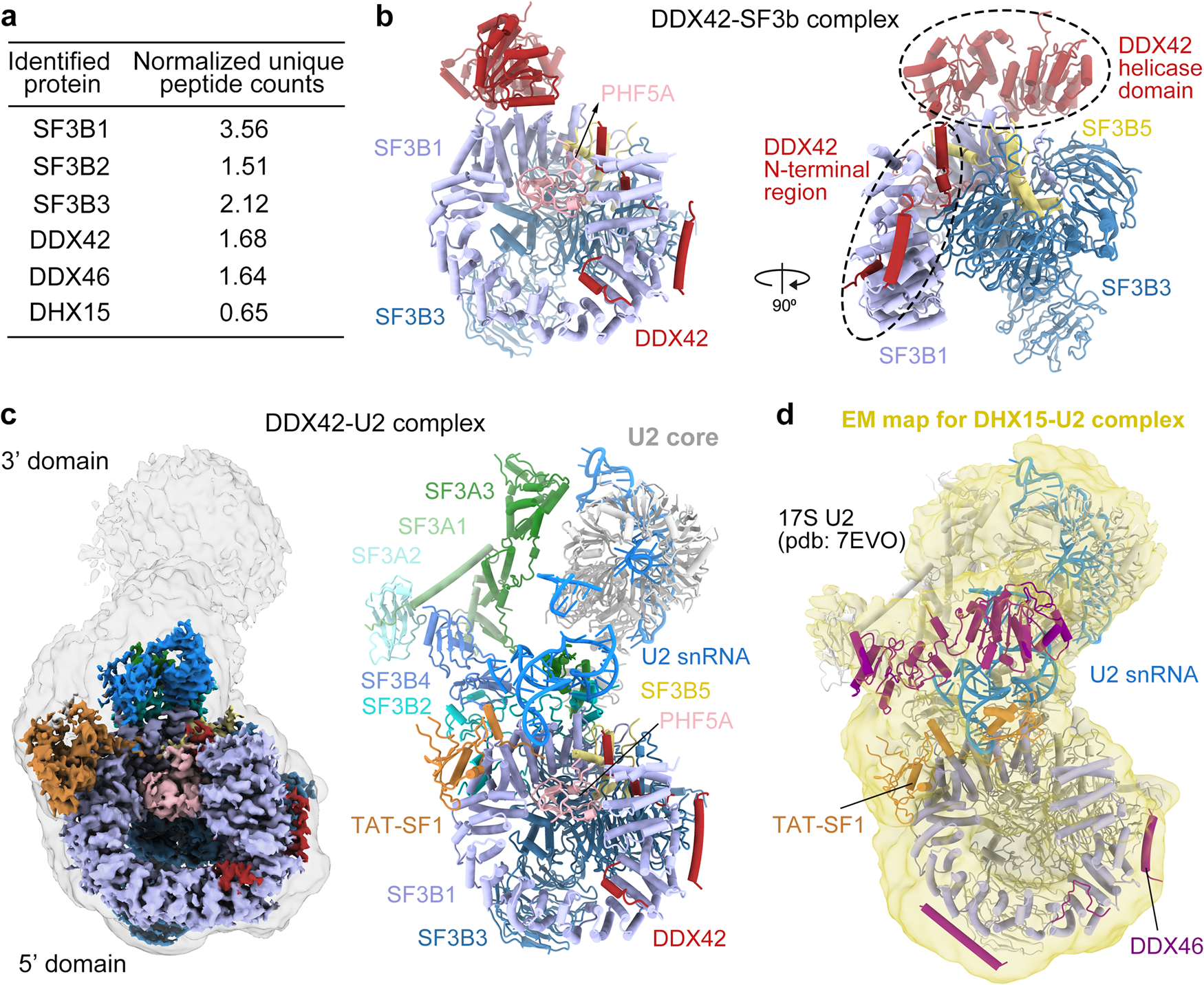 Fig. 1: Cryo-EM structures of the DDX42-SF3b complex and the human DDX42-U2 complex.