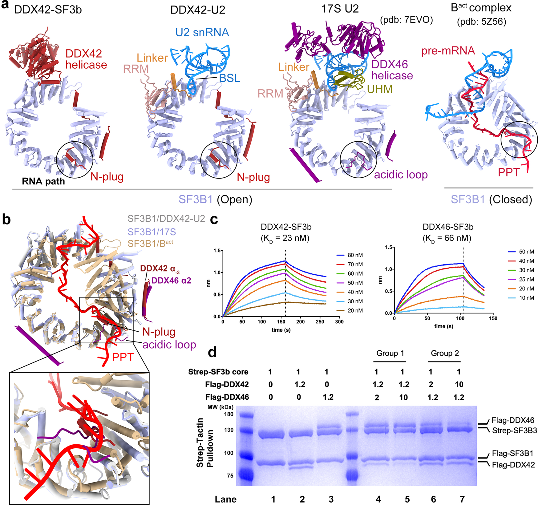 Fig. 4: The RNA path is sequentially engaged by the N-plug of DDX42, the acidic loop of DDX46 and pre-mRNA.