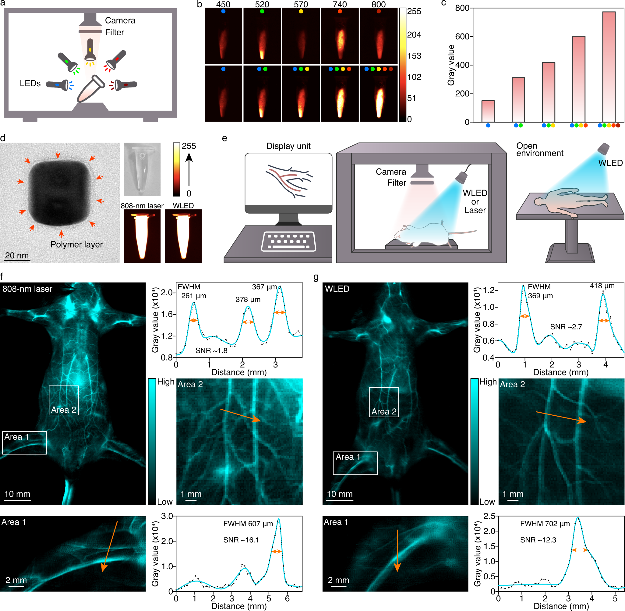 Fig. 4: White light-excited fluorescence of Er-NCs and whole-body angiography of mice.