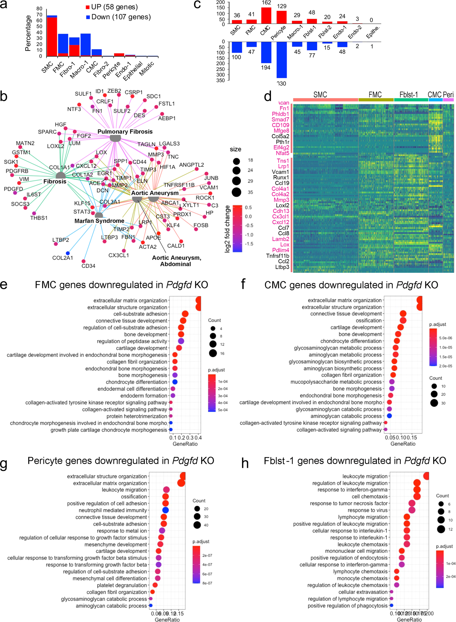 Fig. 4: Loss of Pdgfd mitigates the smooth muscle cell chondrogenic transition and inflammatory pathway activation.
