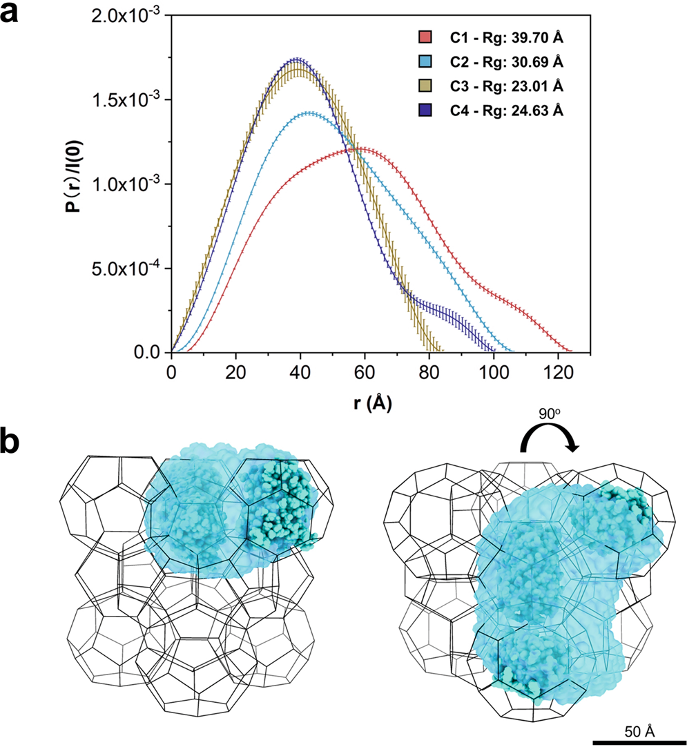 Fig. 4: 3D reconstruction of d-GFP@MOF-919.