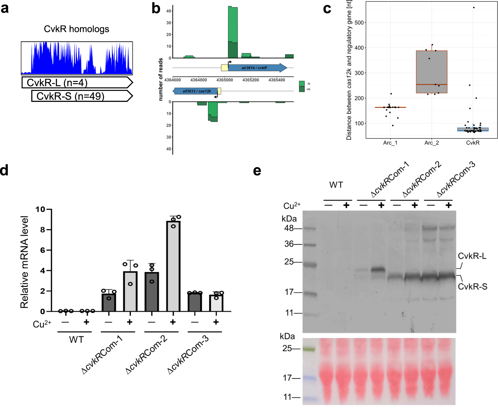 Fig. 3: Leaderless expression of cvkR genes.