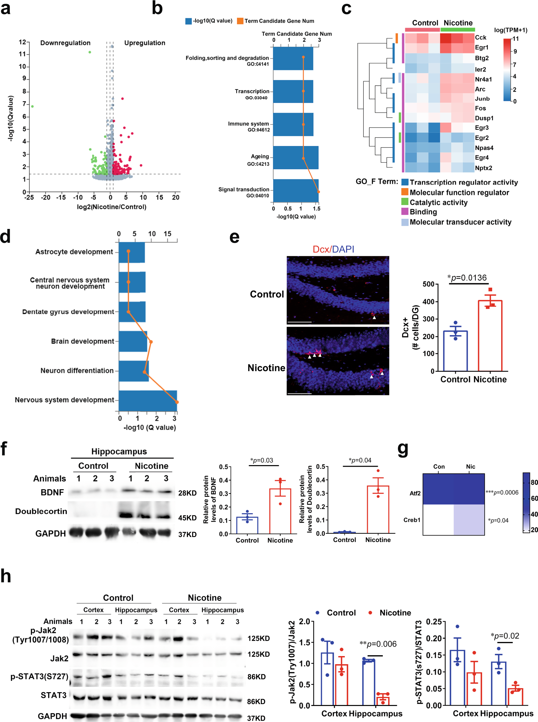 Fig. 8: Nicotine altered gene Expression of the aged mice brain and promoted neurogenesis and inhibited inflammation.