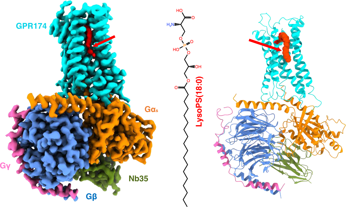 Structural basis of lysophosphatidylserine receptor GPR174 ligand recognition and activation Nature Communications