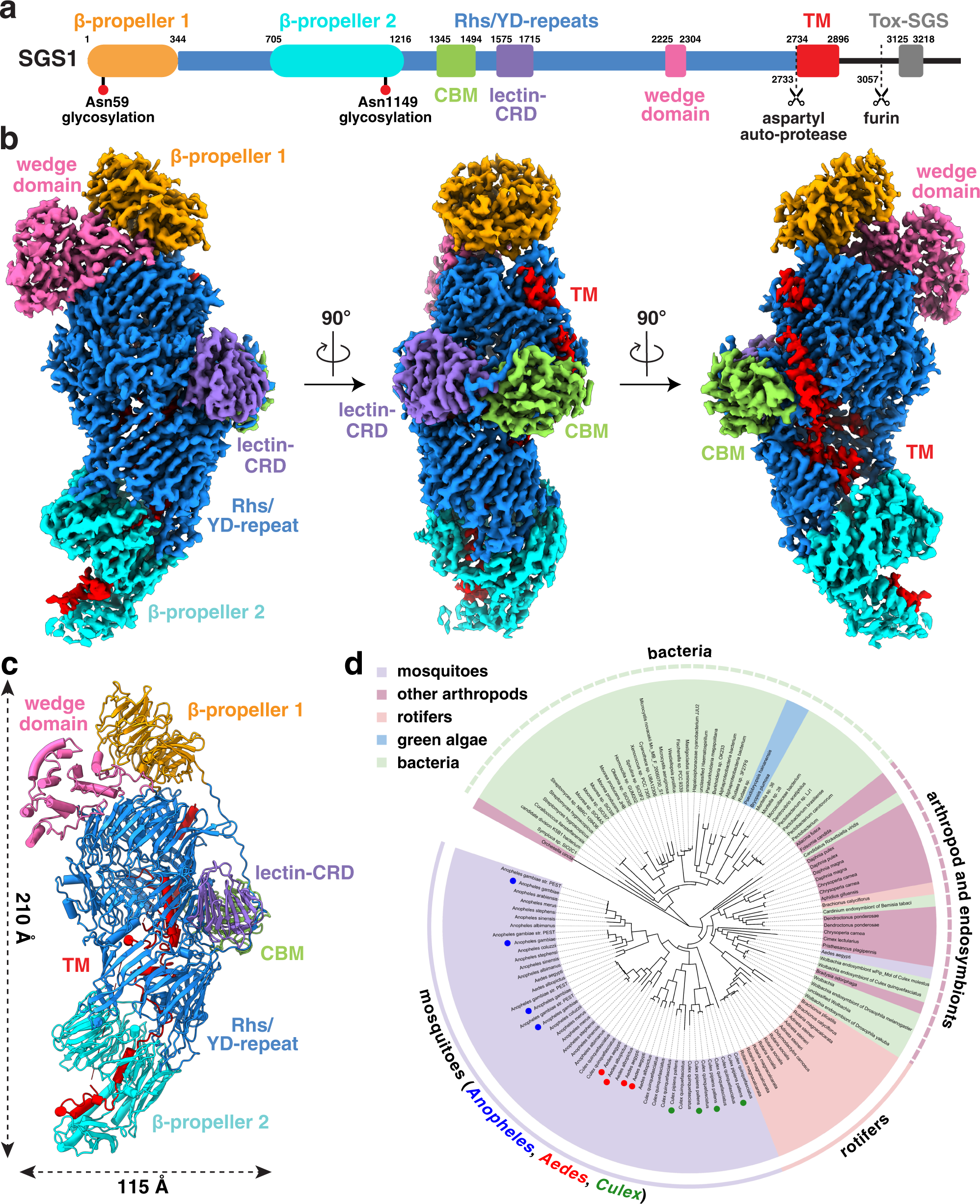 Fig. 1: Overall architecture of the salivary gland surface protein 1 (SGS1) from Aedes aegypti.
