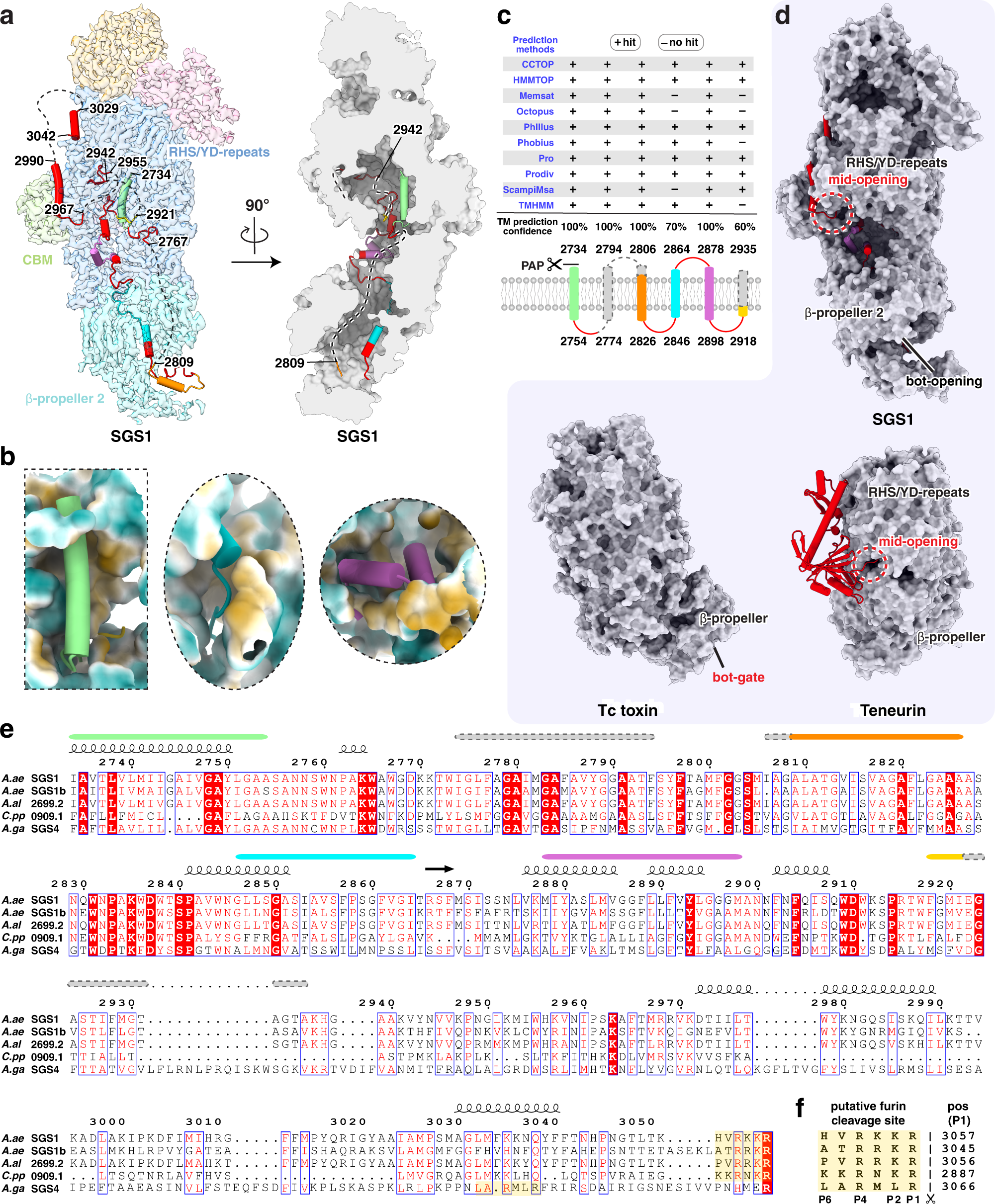 Fig. 3: Putative transmembrane helices of SGS1.