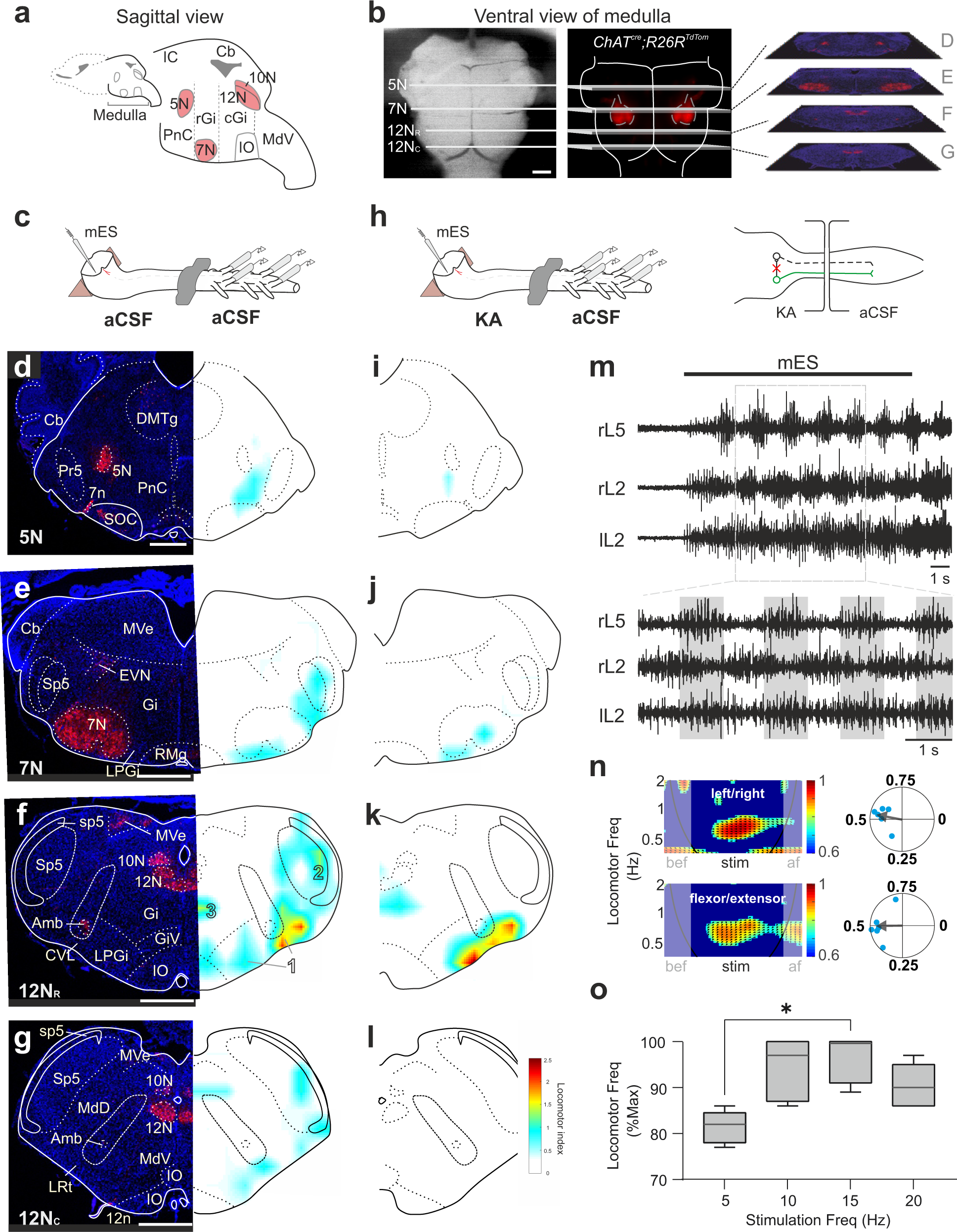 Sind rulletrappe opføre sig Deconstructing the modular organization and real-time dynamics of mammalian  spinal locomotor networks | Nature Communications