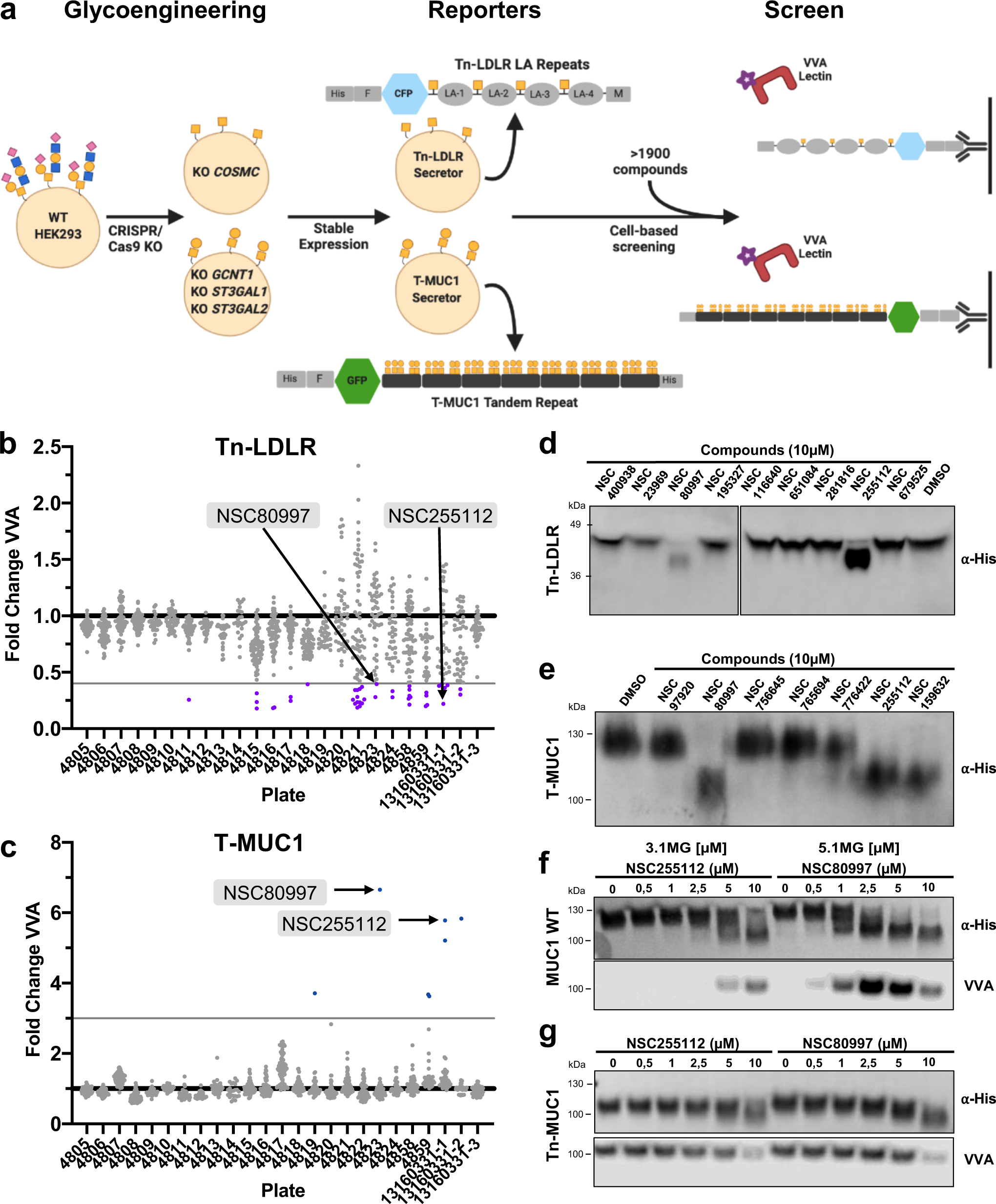 Identification of global inhibitors of cellular glycosylation | Nature  Communications