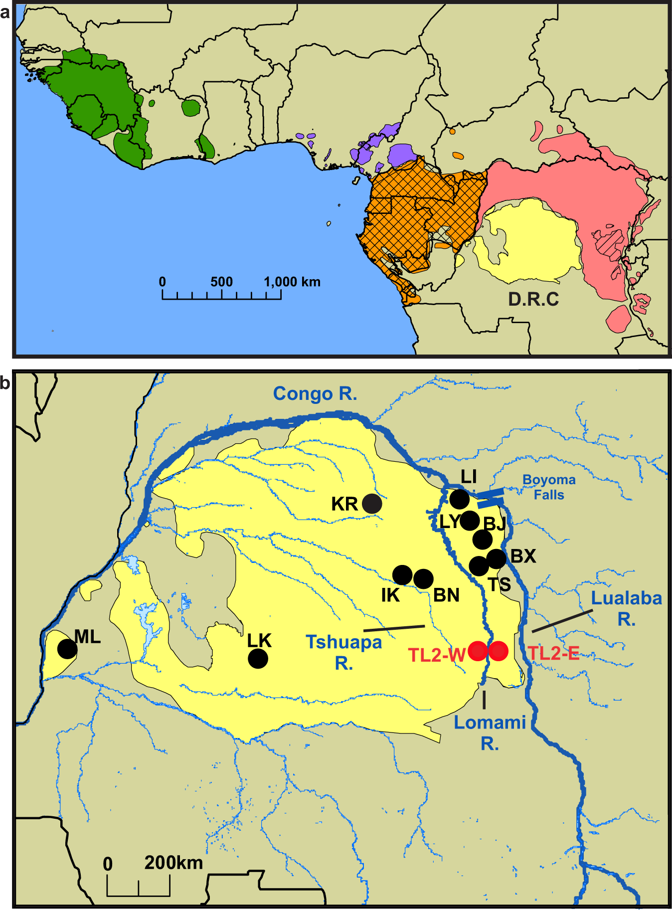 Malaria-driven adaptation of MHC class I in wild bonobo populations |  Nature Communications