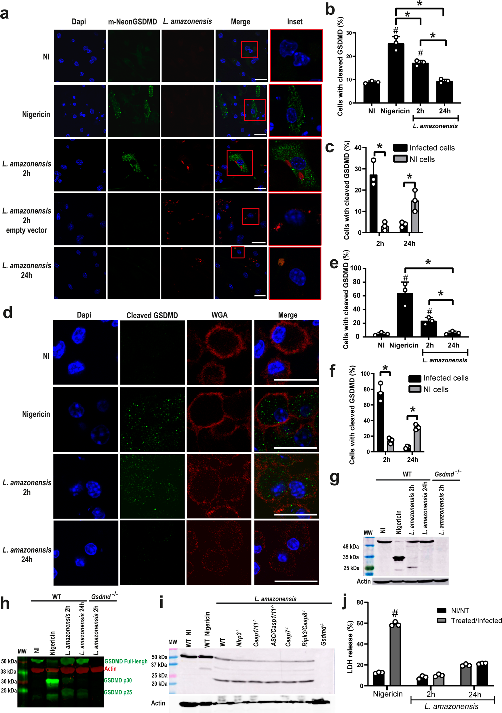 Fig. 1: Leishmania induces a noncanonical GSDMD cleavage in macrophages.