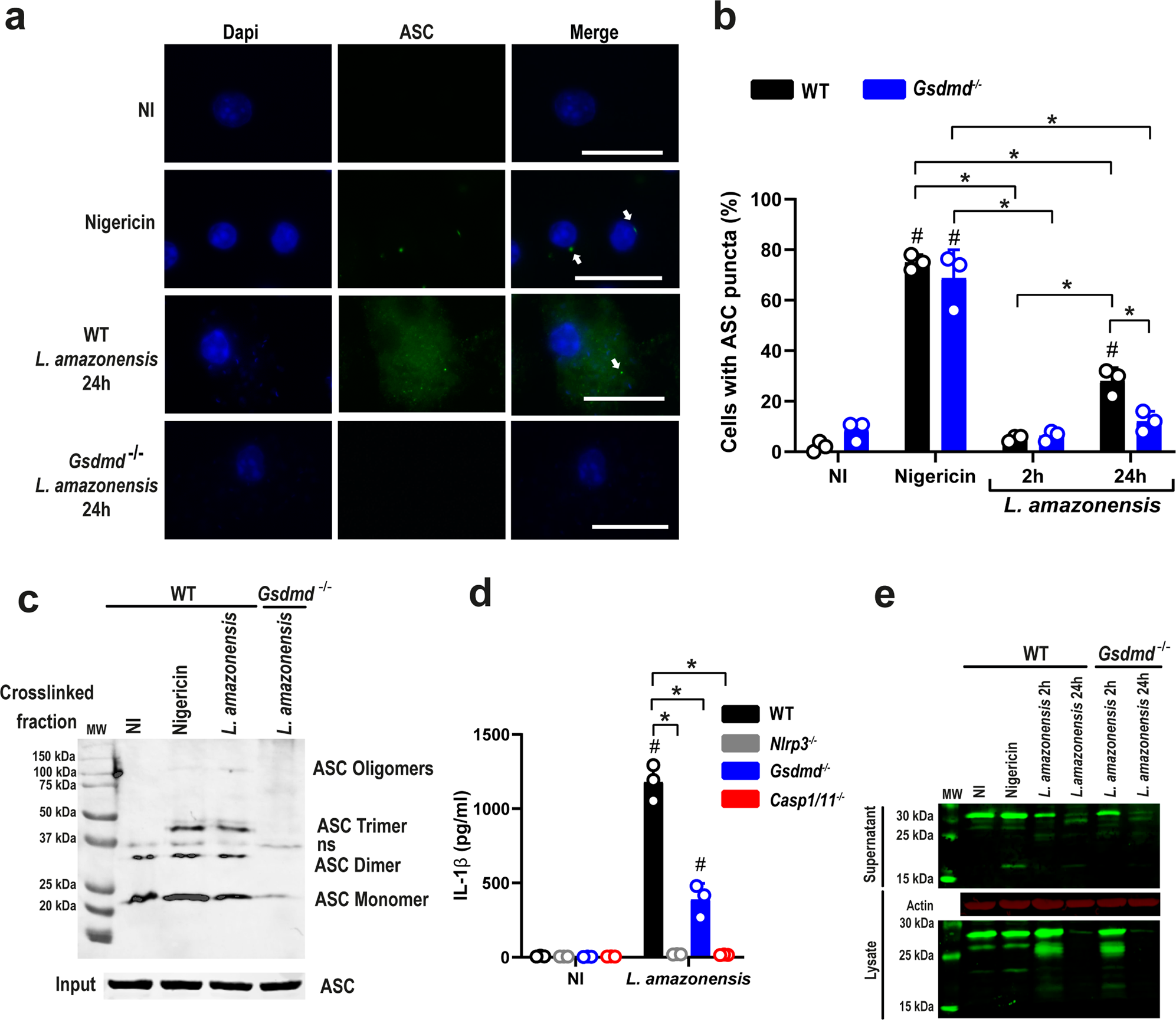 Fig. 3: GSDMD is important for inflammasome activation in Leishmania-infected macrophages.